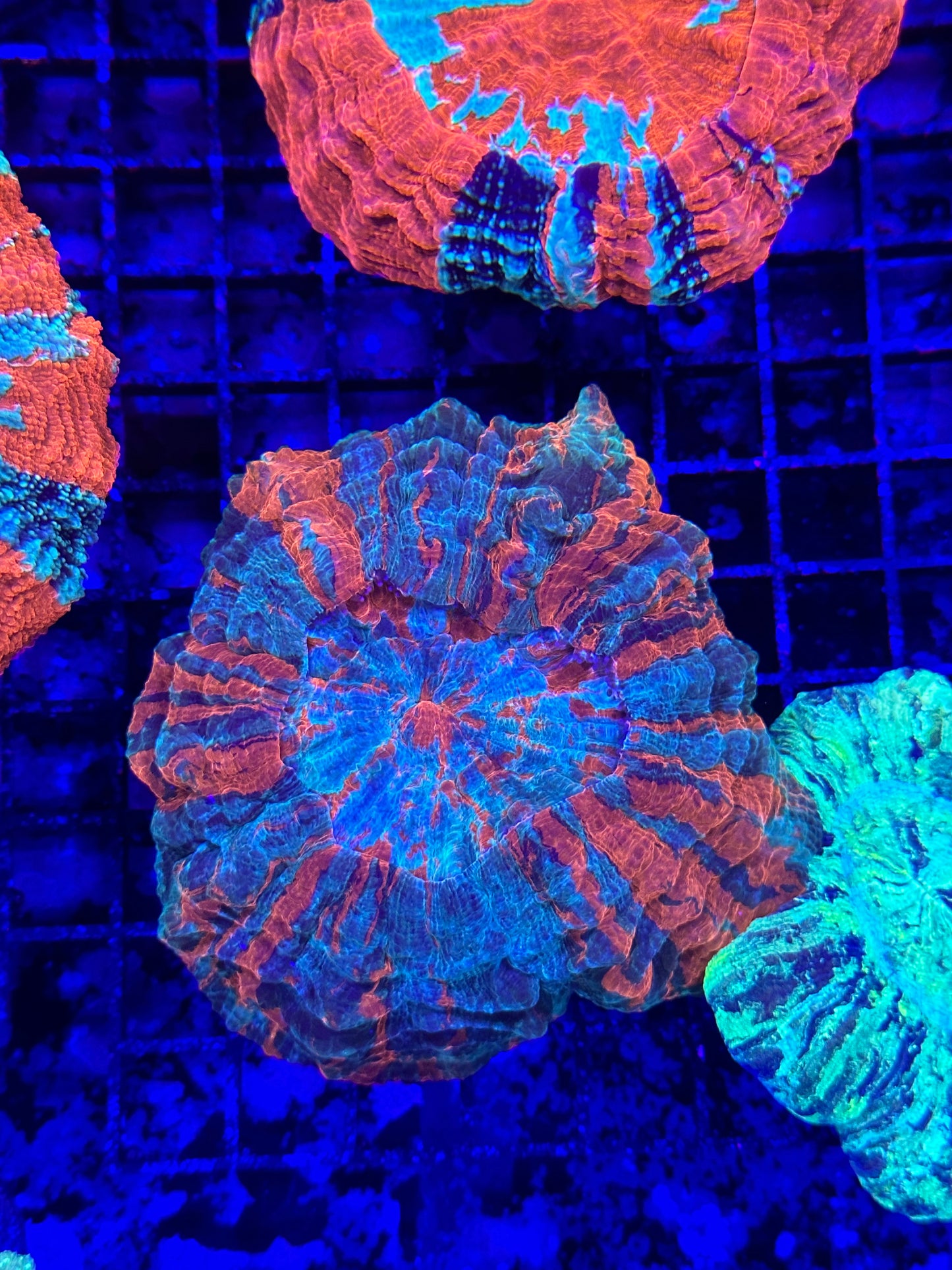 Ultra Acanthophyllia 4