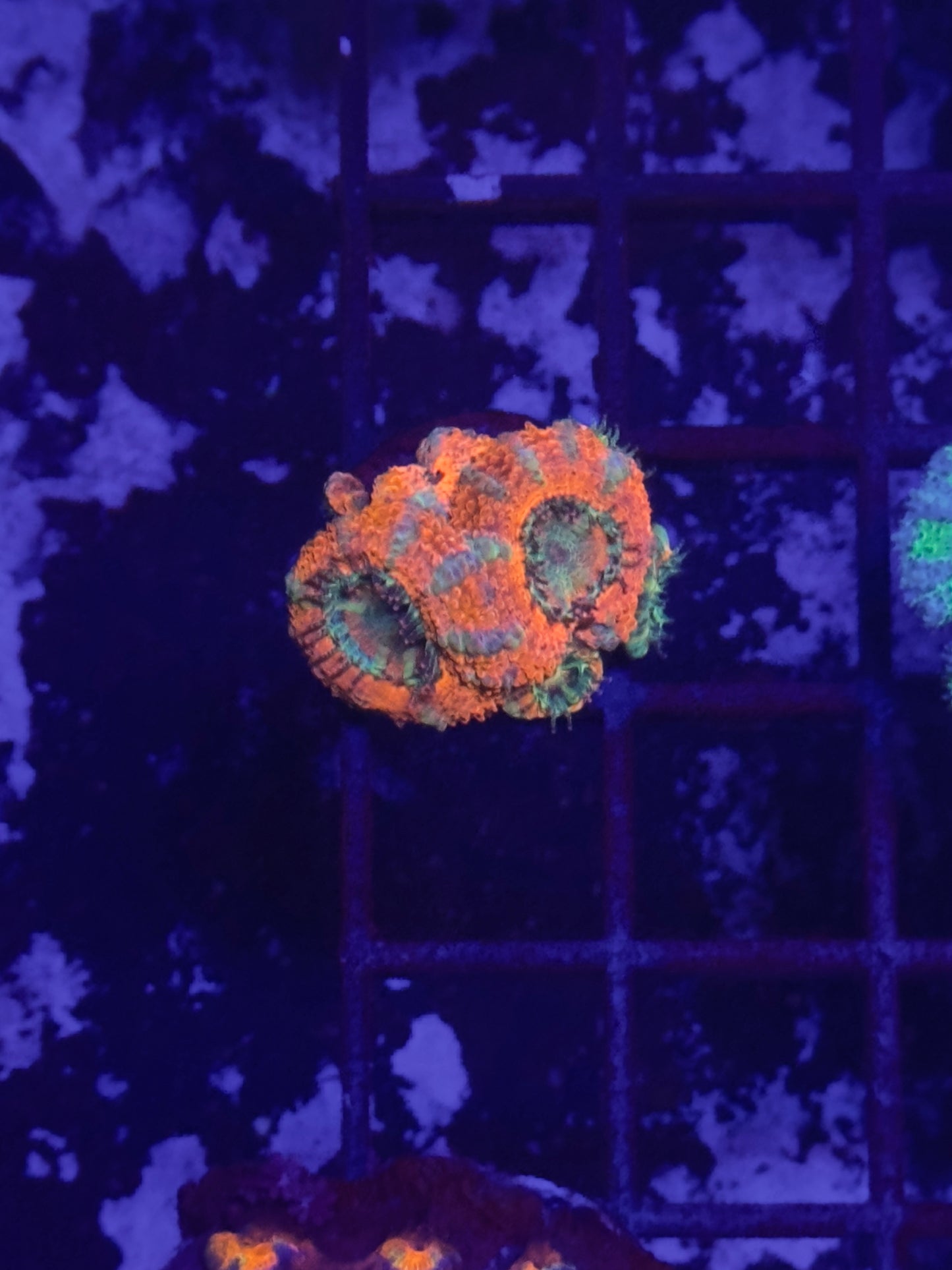 HGC Unique Acan Lord Coral