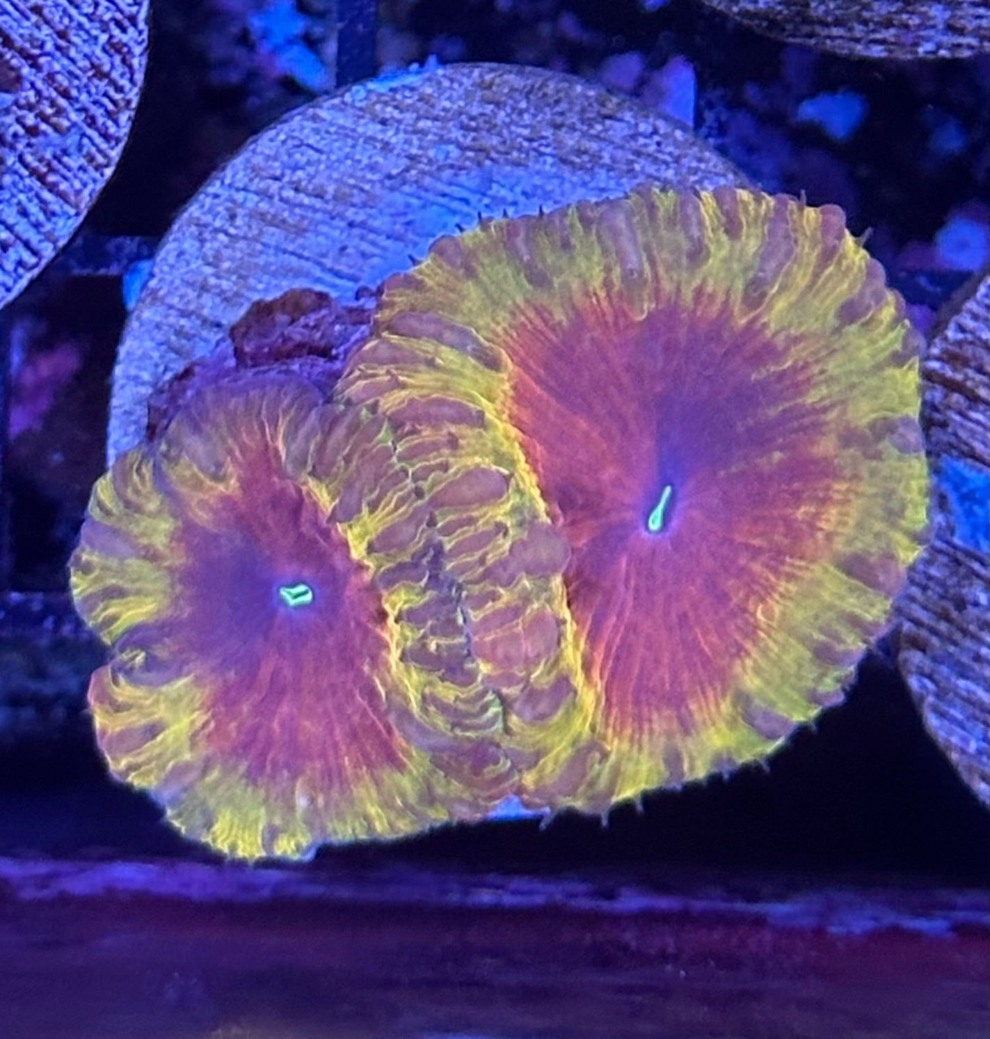 Ultra Blastomussa Wellsi