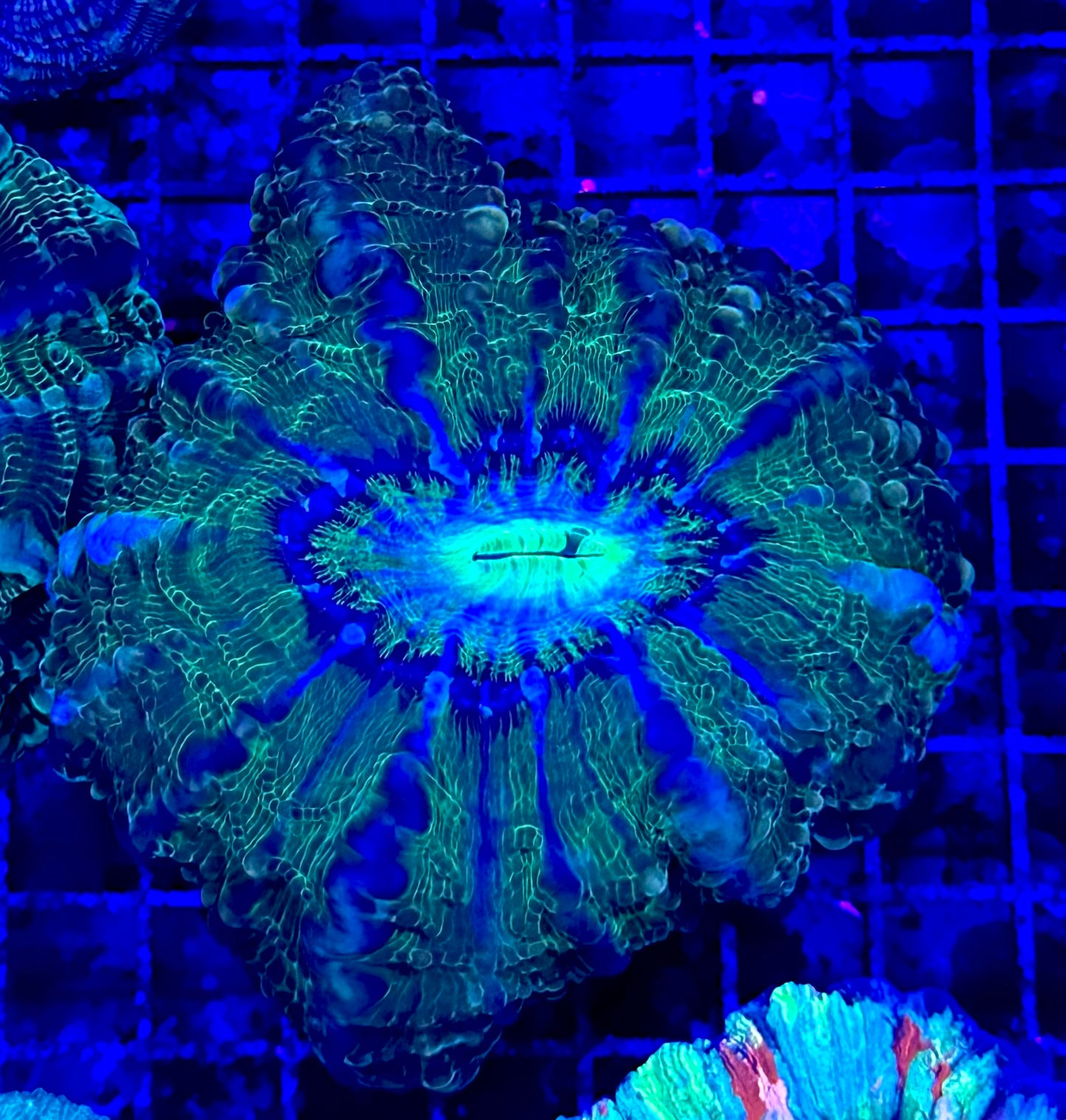 Indophyllia
