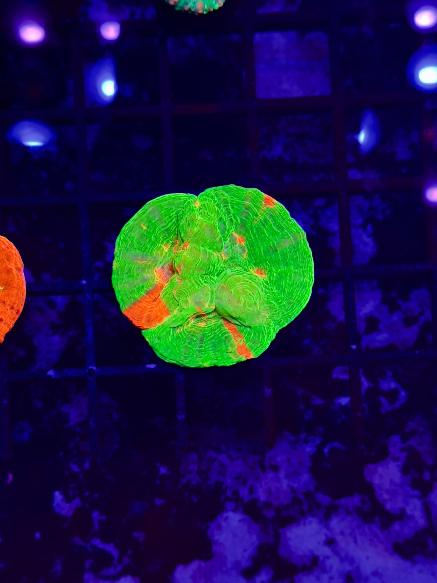 RARE 3 Headed Bleeding Apple Mini Scolymia