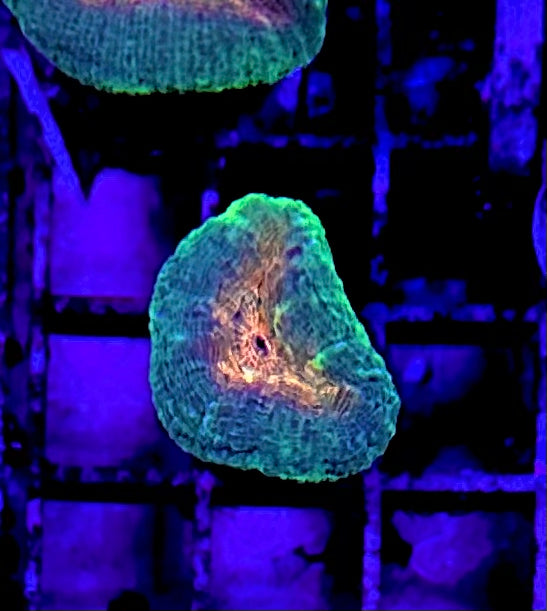 Nano Lobophyllia 3