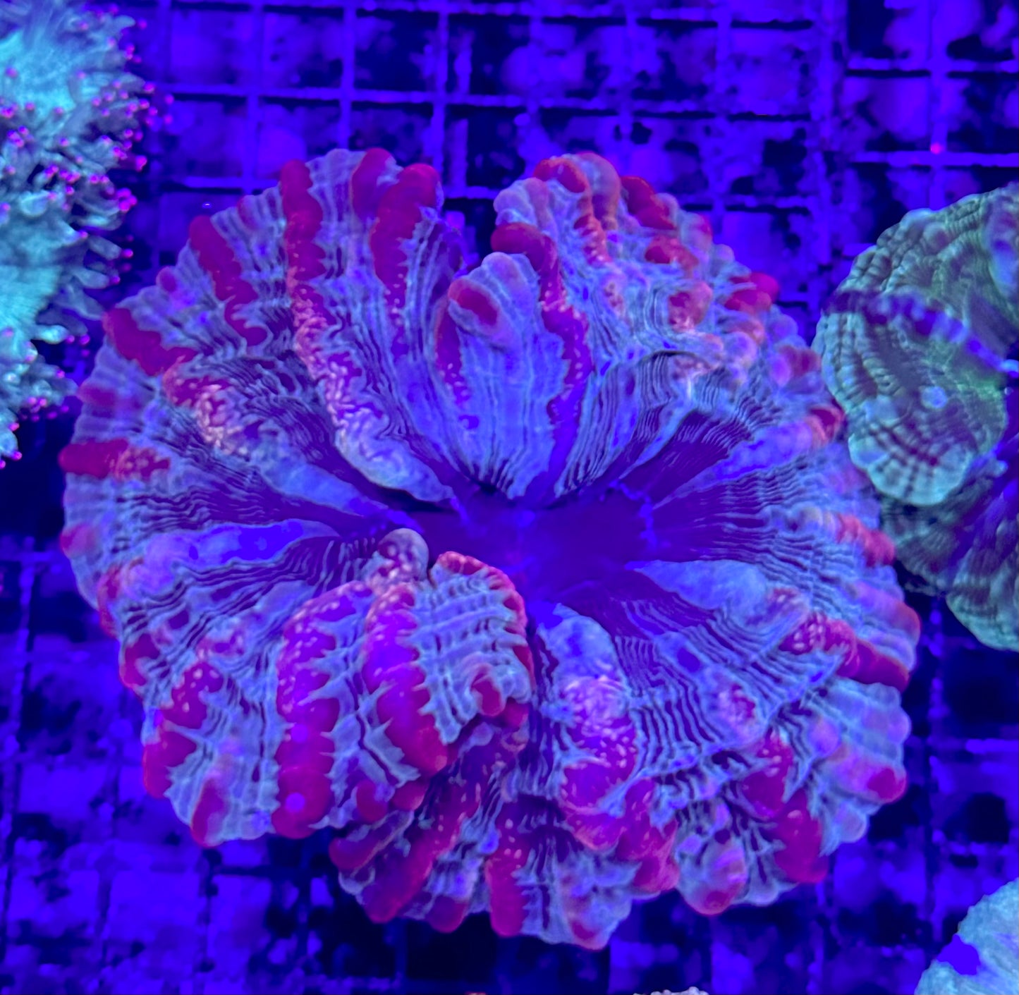 Ultra Indophyllia XL