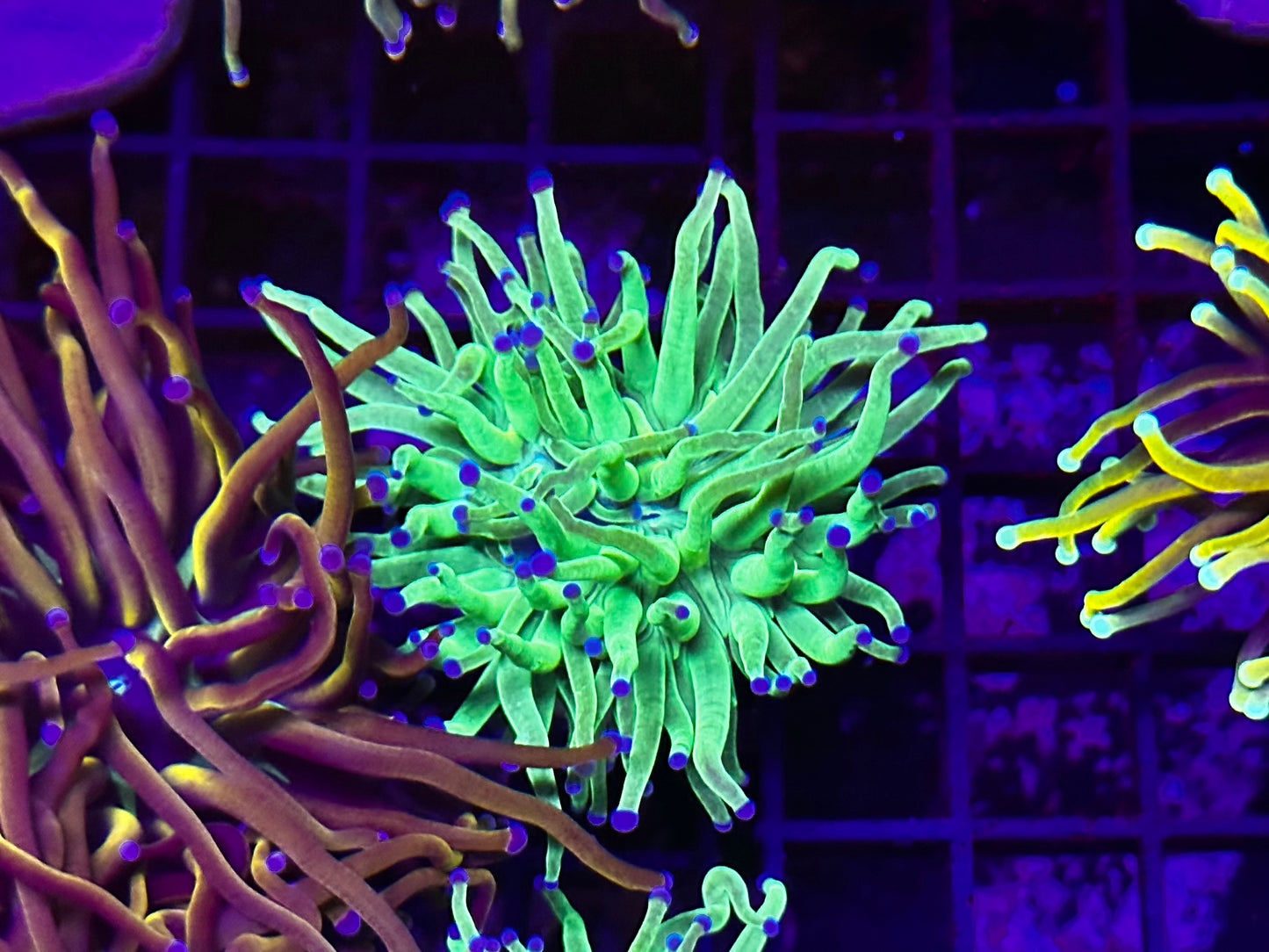 Todd’s Torch Coral 2
