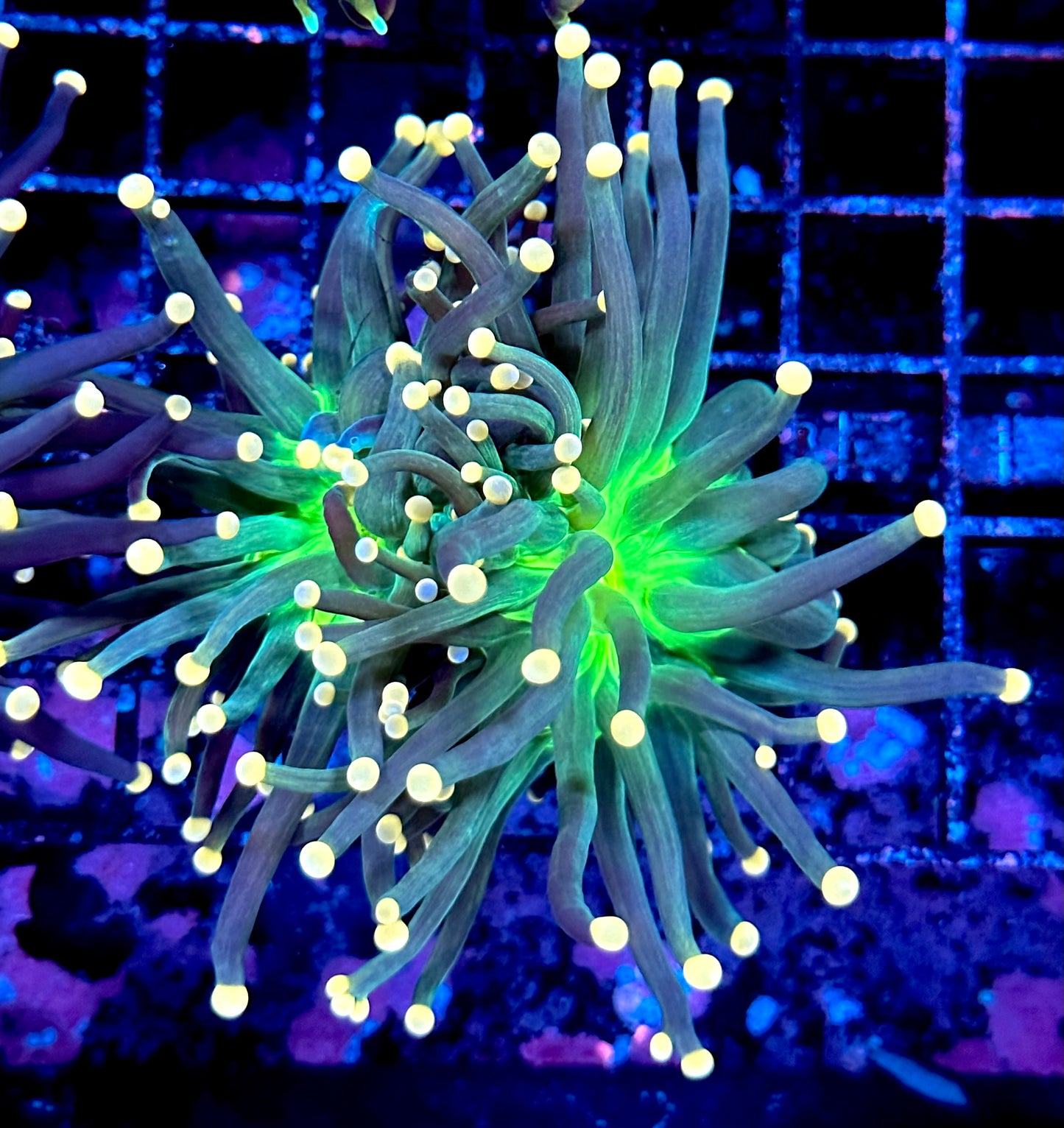HGC Chernobyl Torch Coral