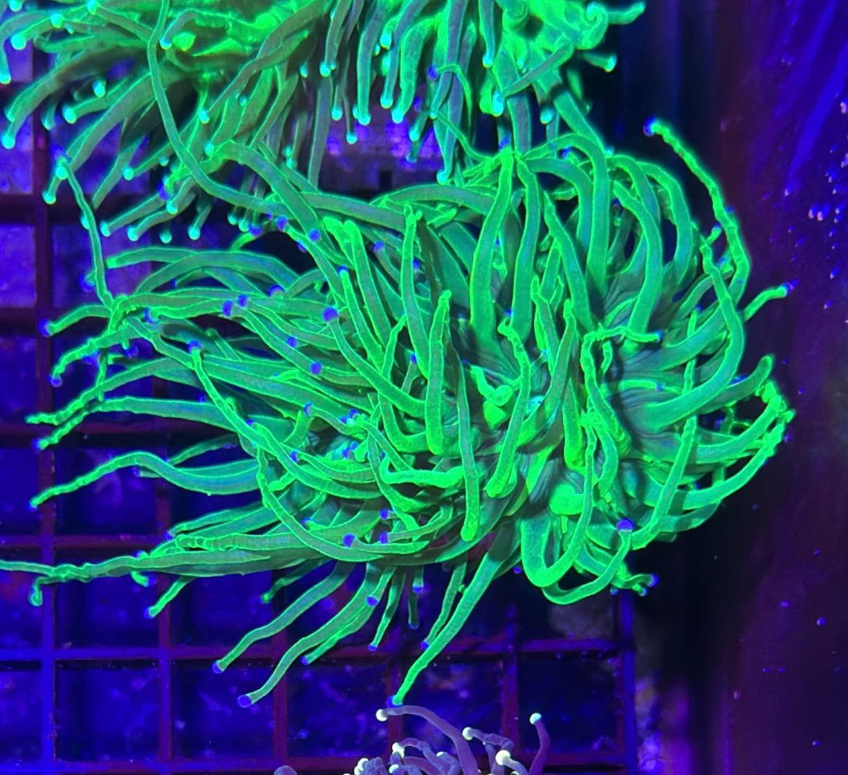 Todd’s Torch Coral 2