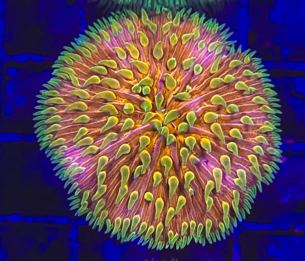 Ultra Plate Coral Fungia