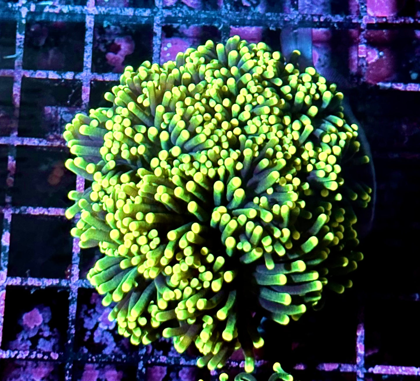 Rasta Torch Coral Mini Colony C-5