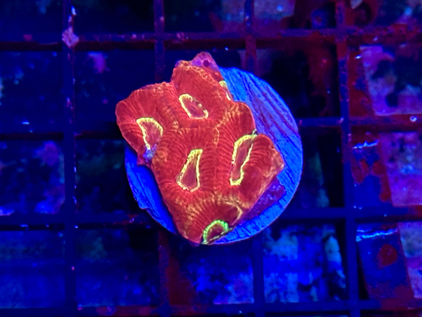 HGC Favia Coral 2