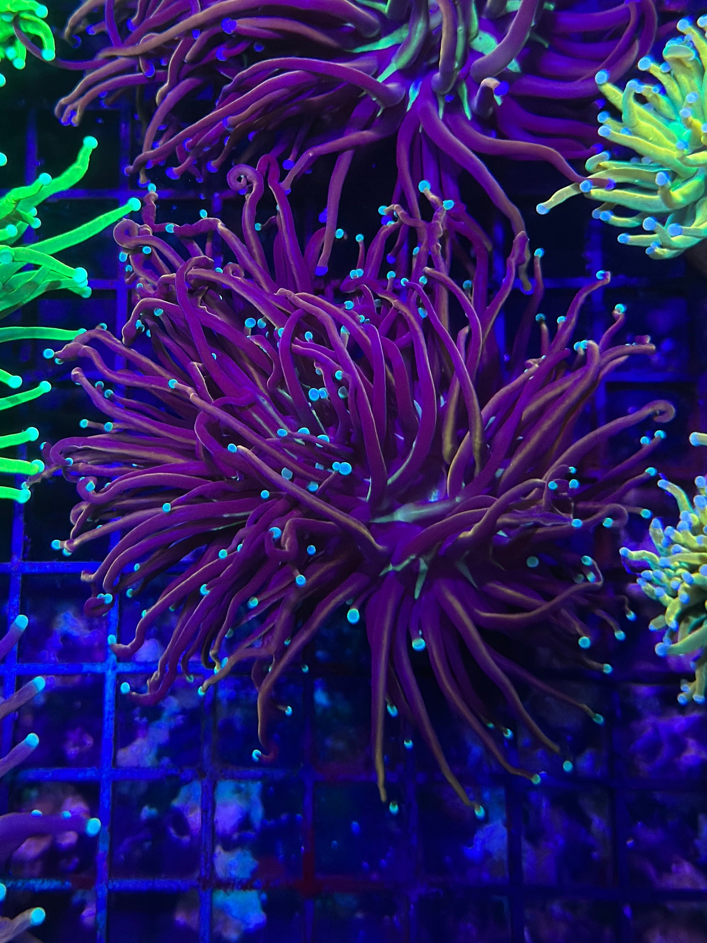 HGC Jester Torch Coral 2 Heads