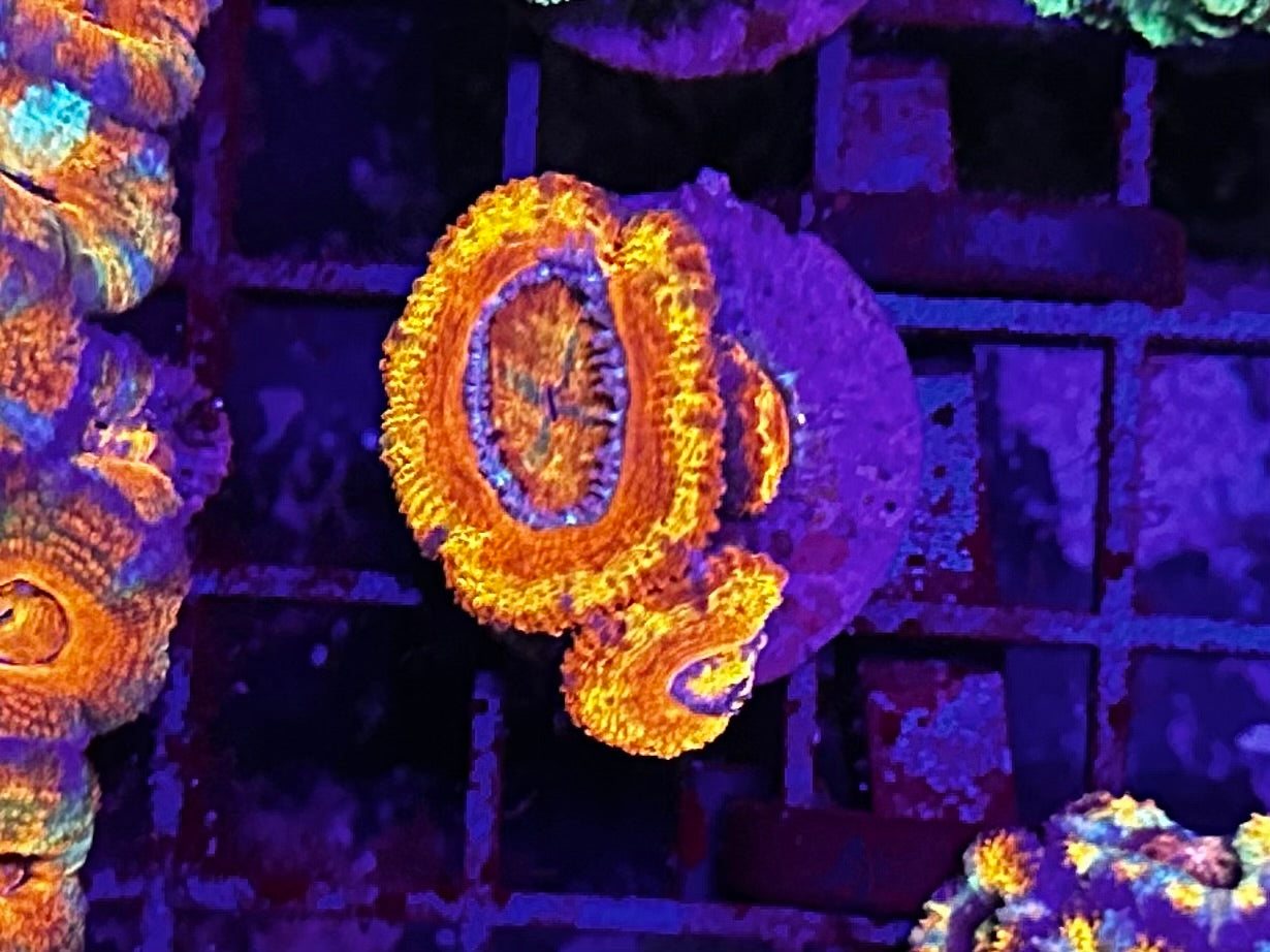 HGC Ultra Unique Micromusa “Acan” Lord Coral