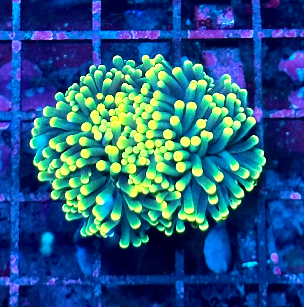 Rasta Torch Coral C-4