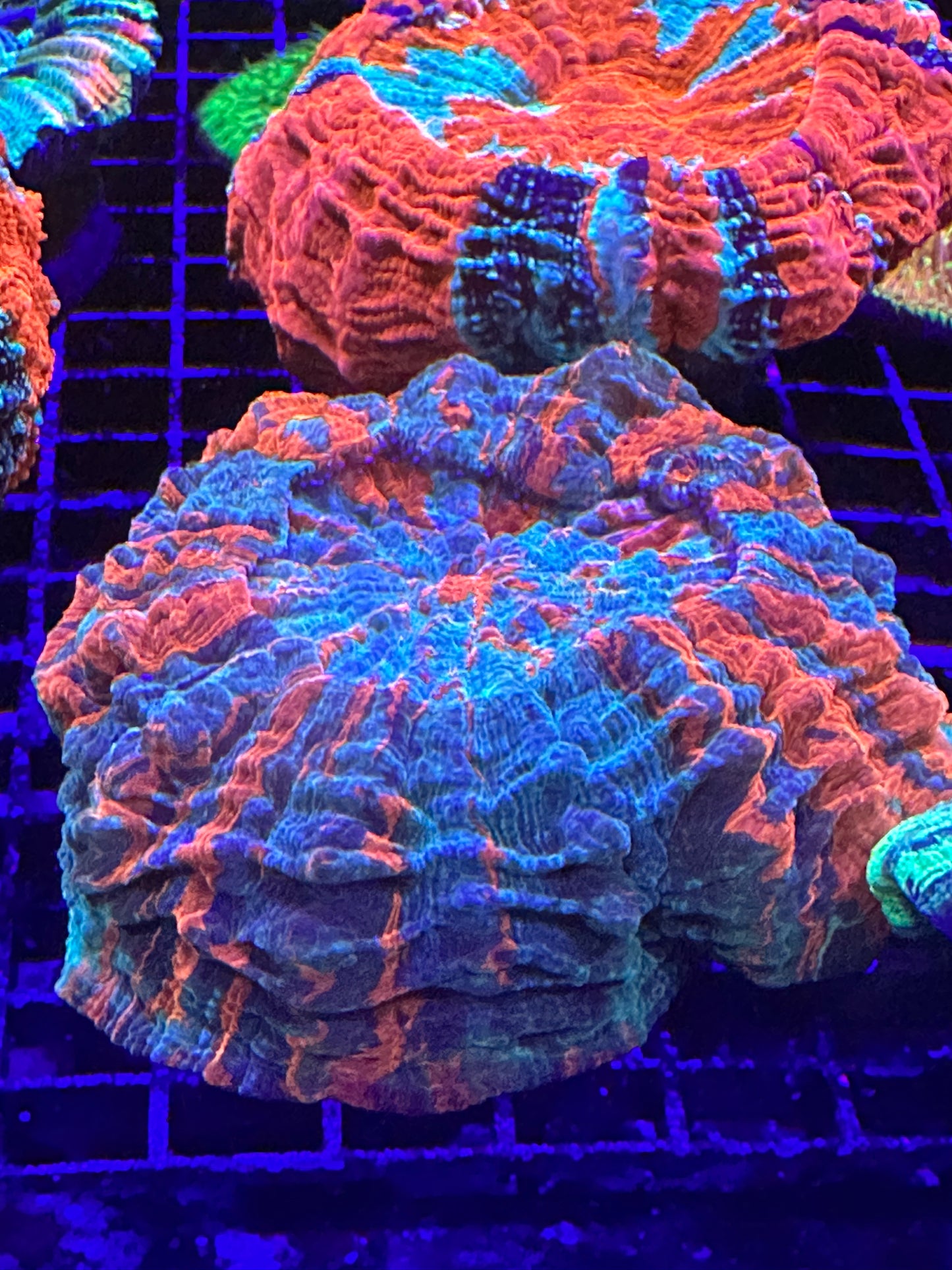 Ultra Acanthophyllia 4