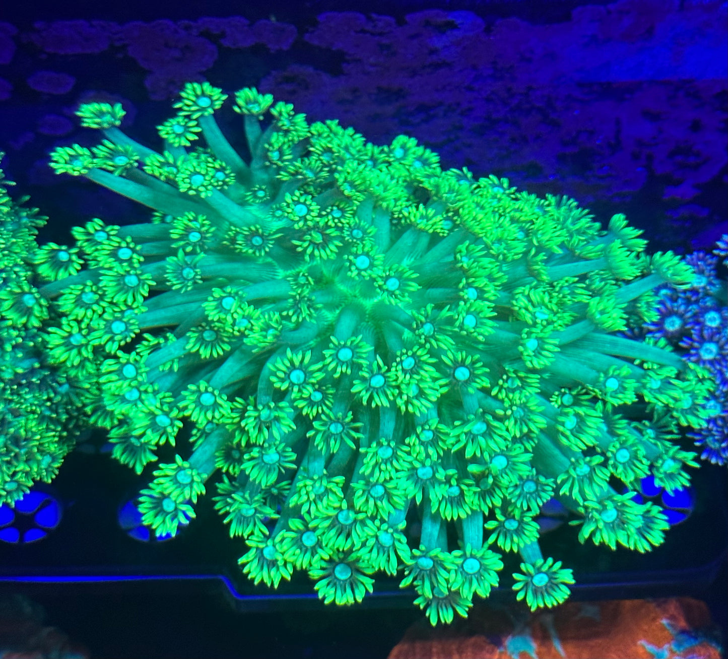 Neon Goniopora Colony 3