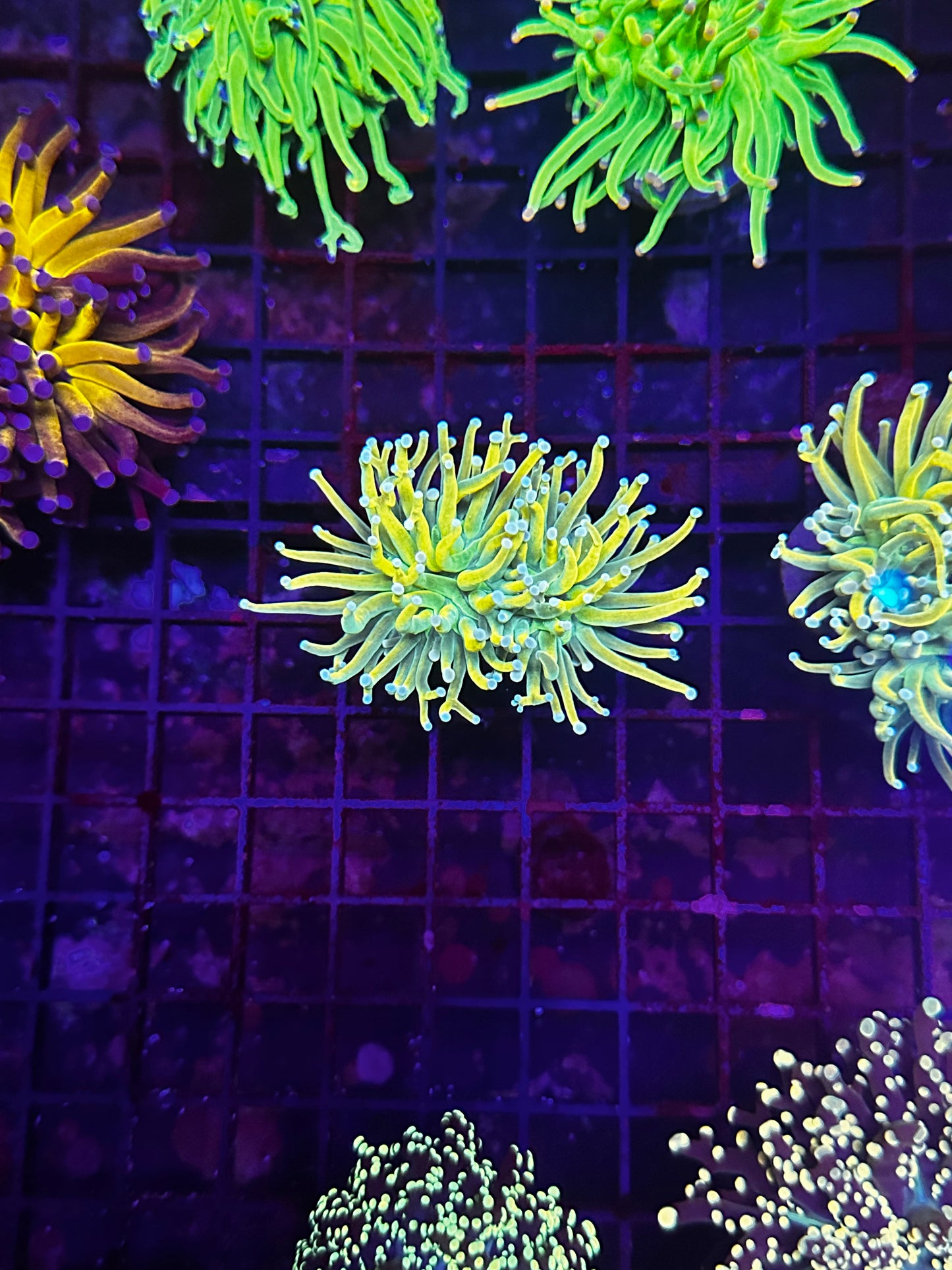 TSA Lineage Holy Grail Torch Coral 2