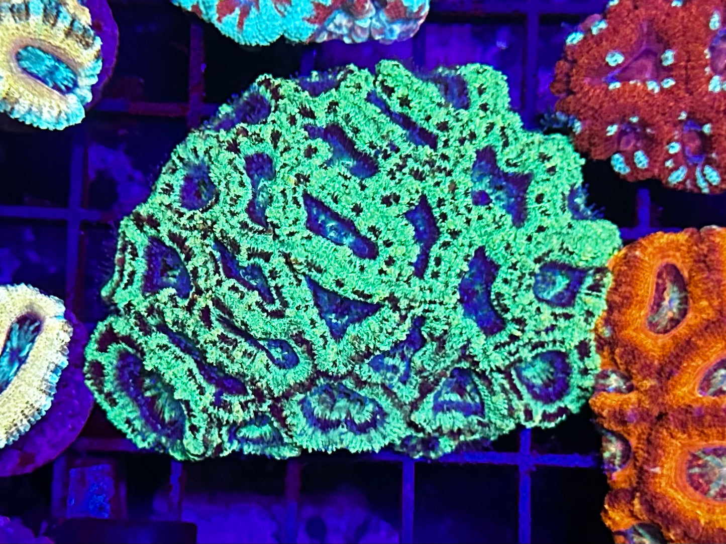 HGC Ultra Unique Micromusa “Acan” Lord Coral Colony
