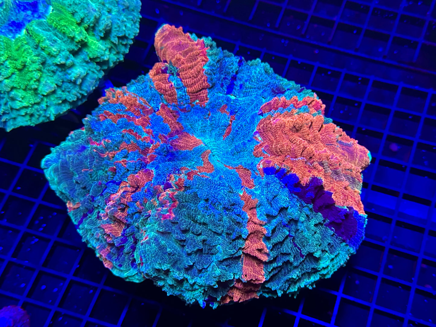 HGC Ultra Rainbow Acanthophyllia