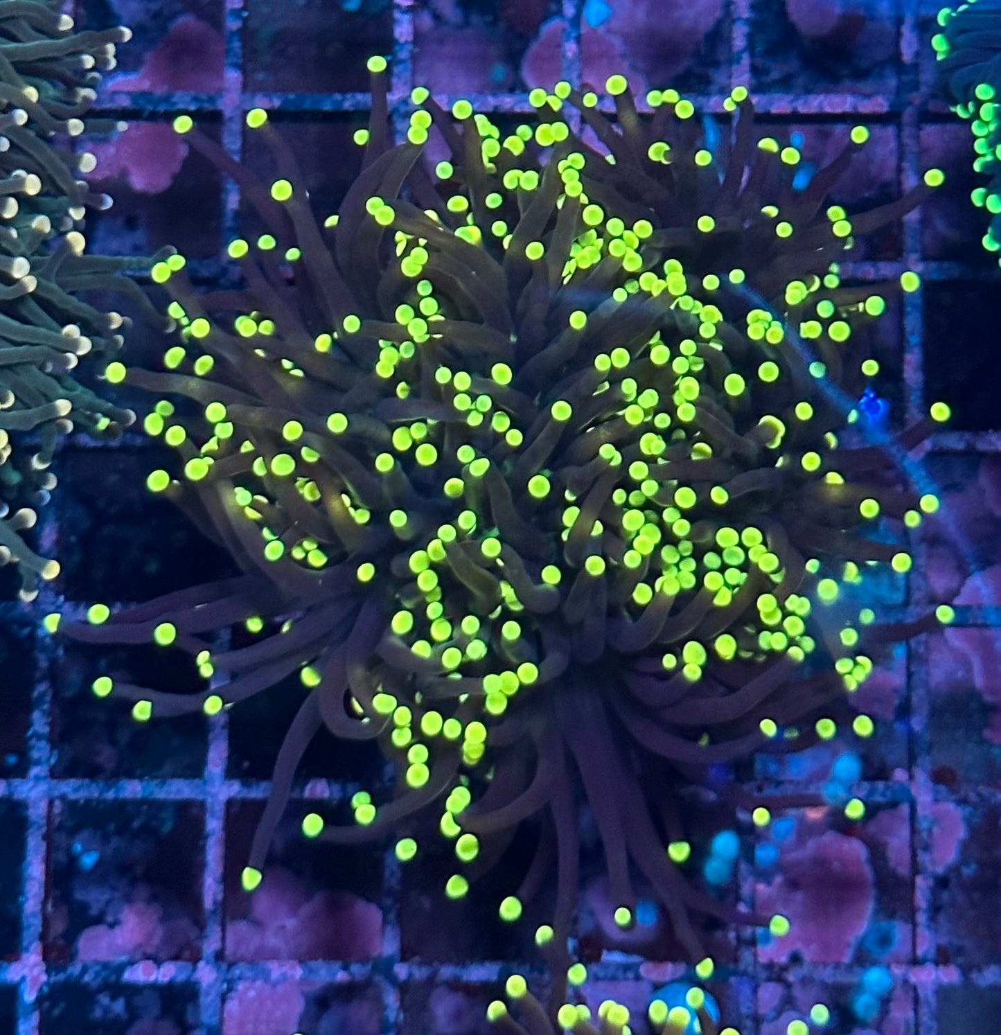 Sun Devil Torch Coral Splitting C-3