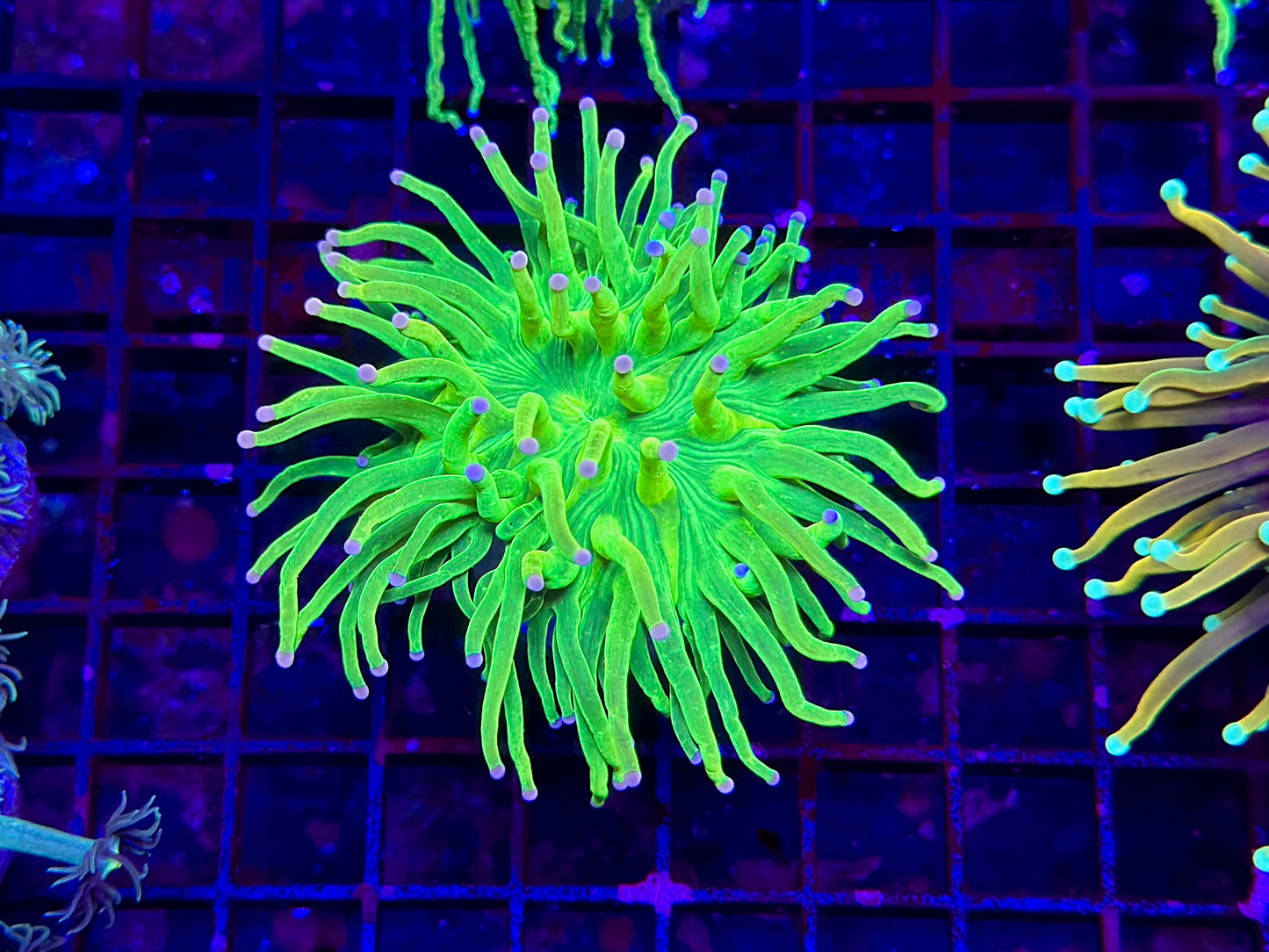 HGC Princess Holy Grail Torch Coral