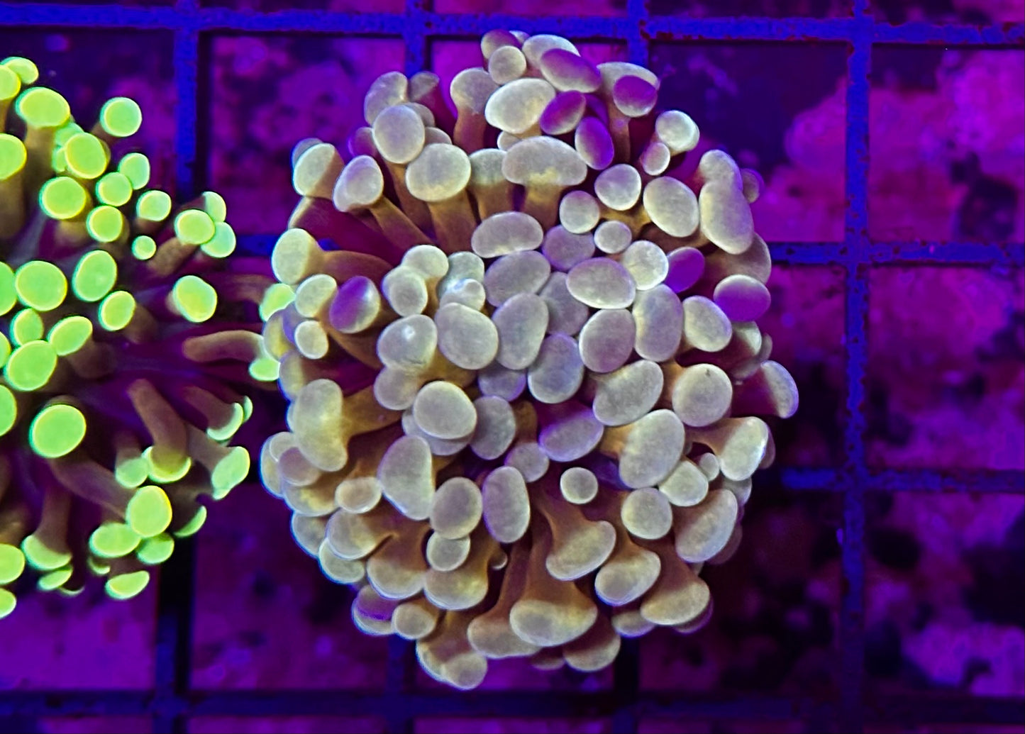 HGC Cristata Coral