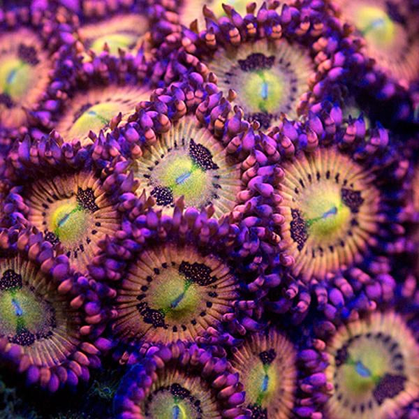 WWC Halle Berry Zoanthids