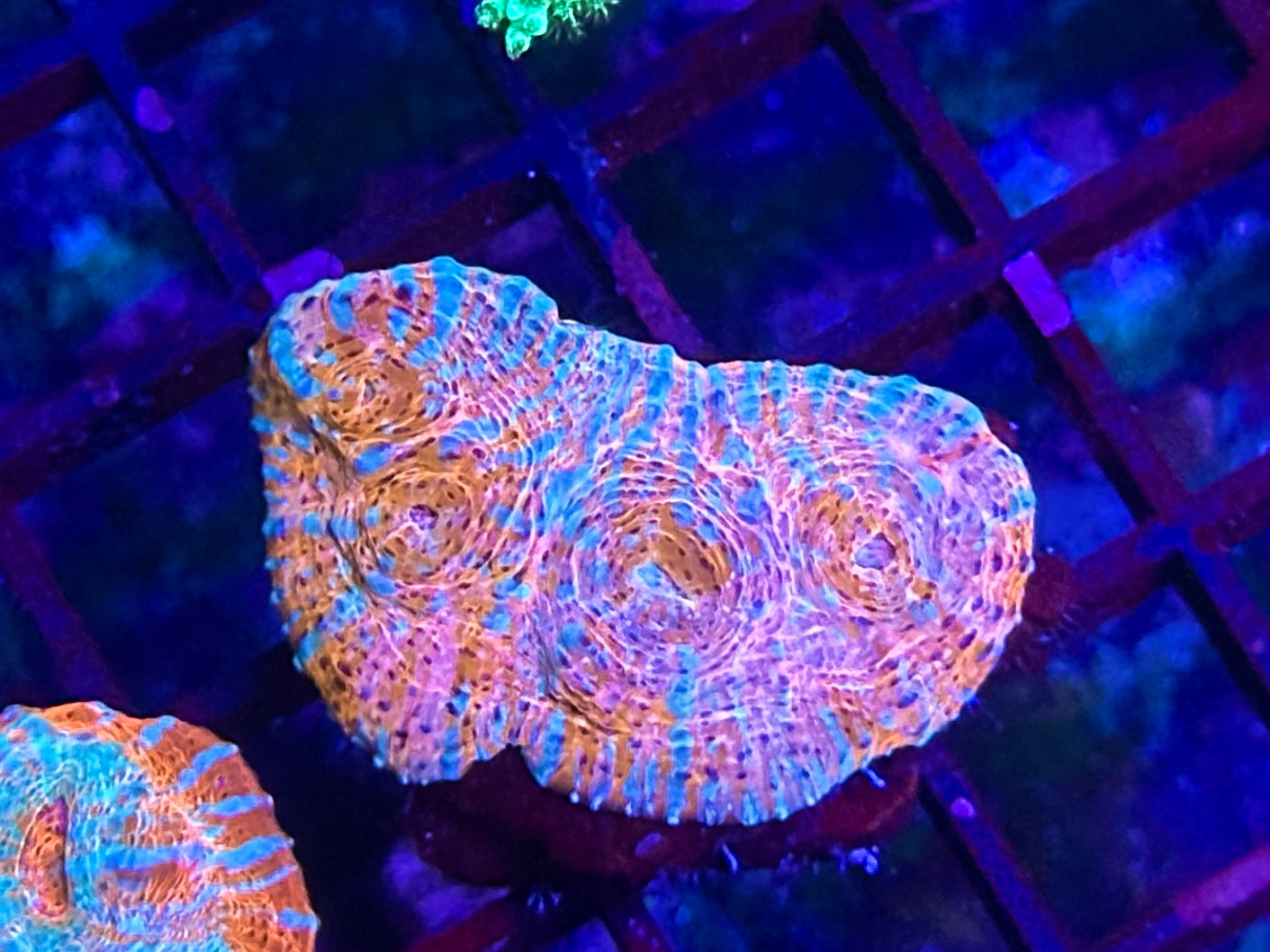 HGC Melted Convict Chalice Coral 2