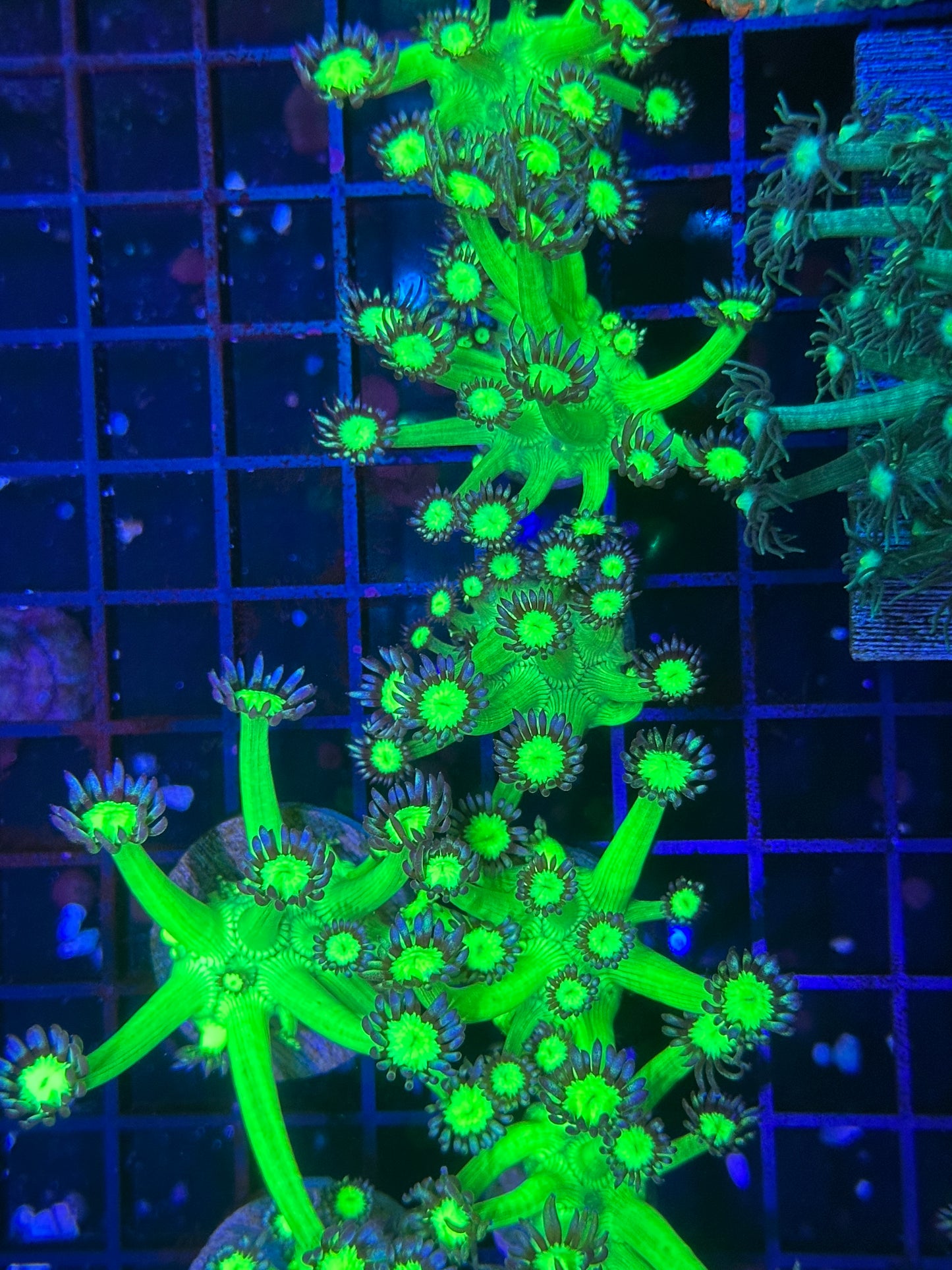 HGC Shadow Flame Goniopora