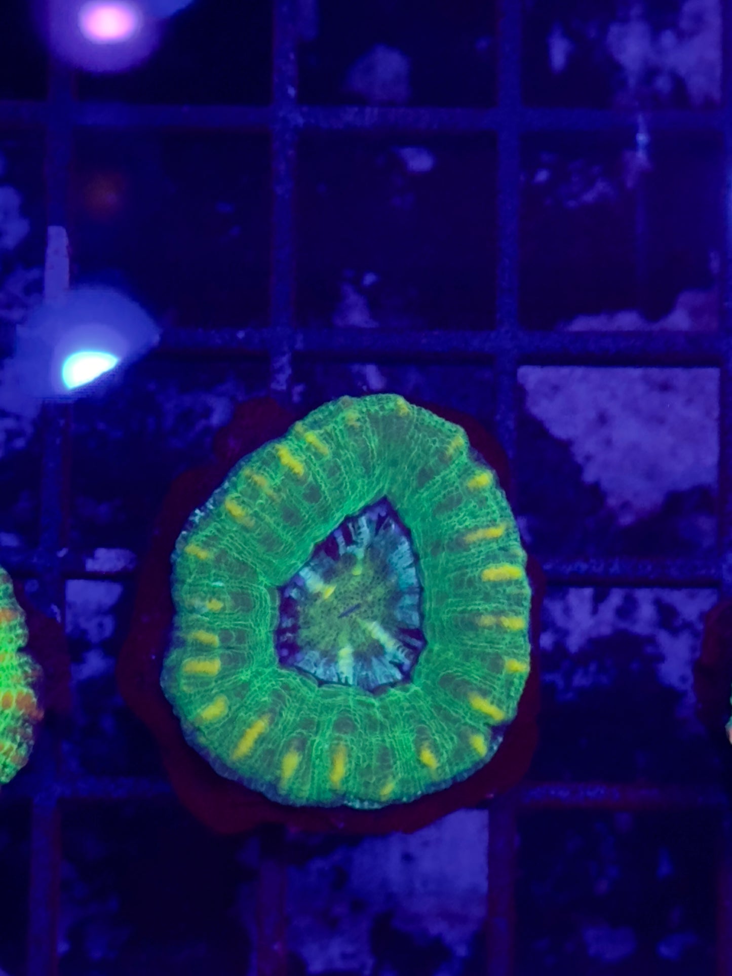 Ultra Button Scolymia BS2