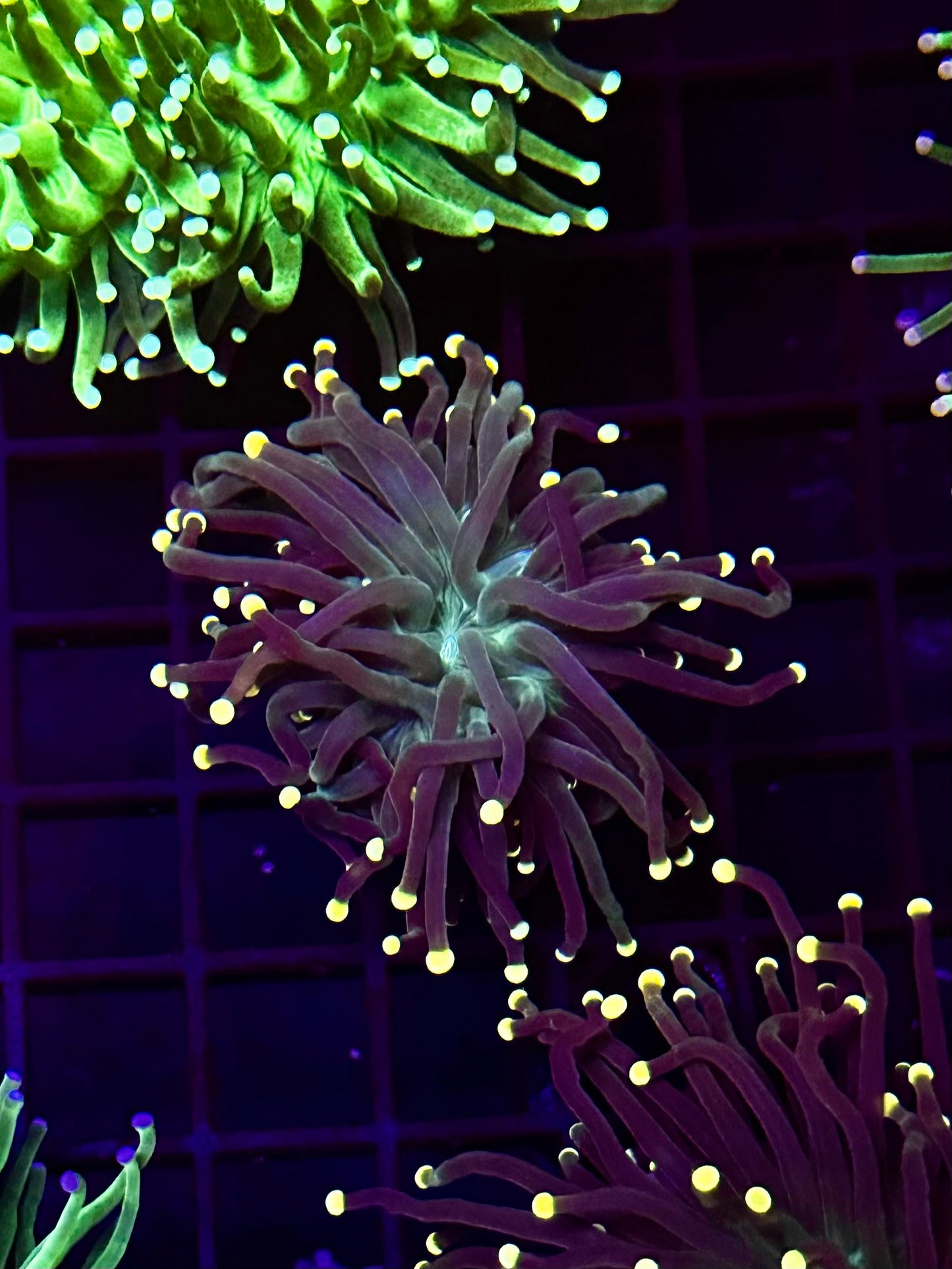 Super Sonic Torch Coral SS3S