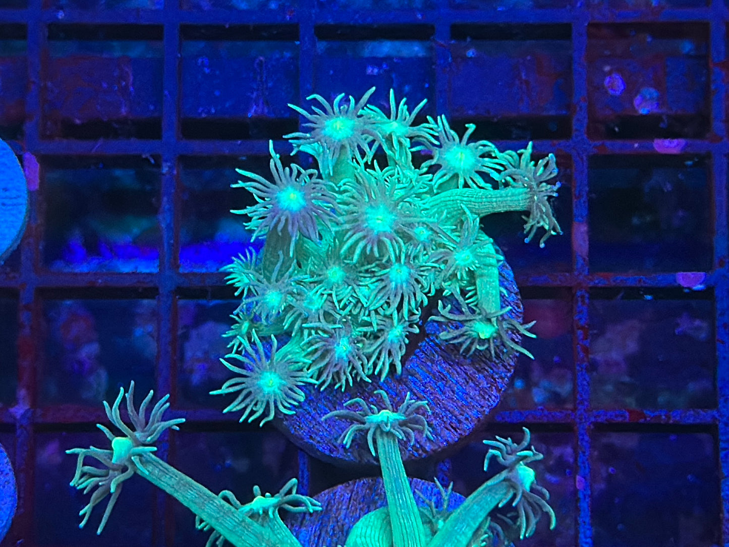 HGC Metallic Green Goniopora 3