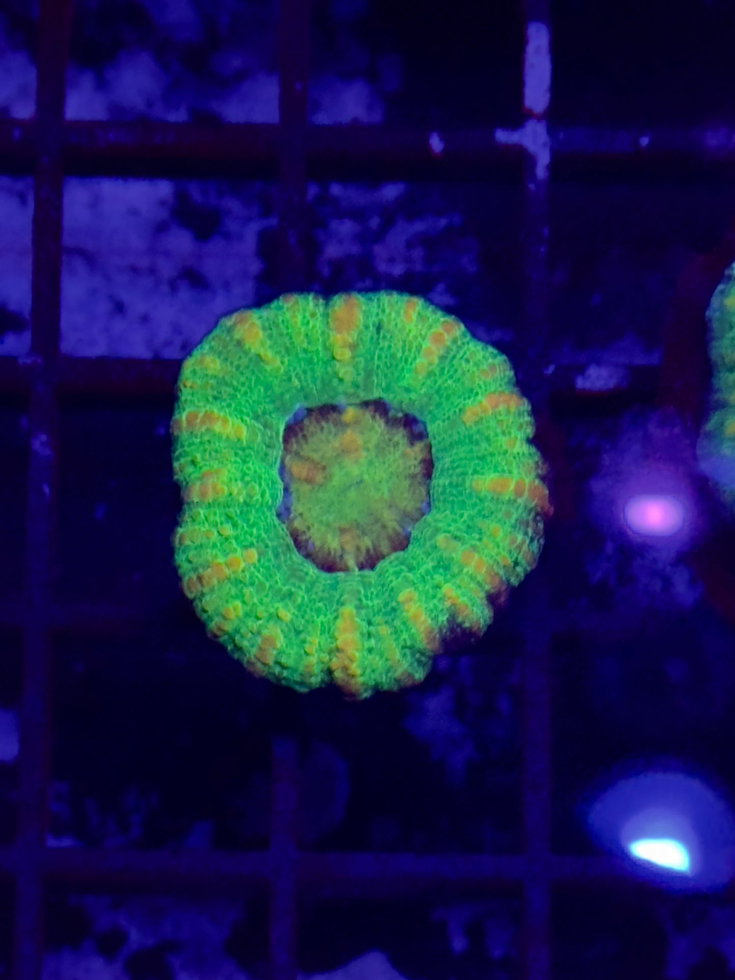 Ultra Button Scolymia BS3