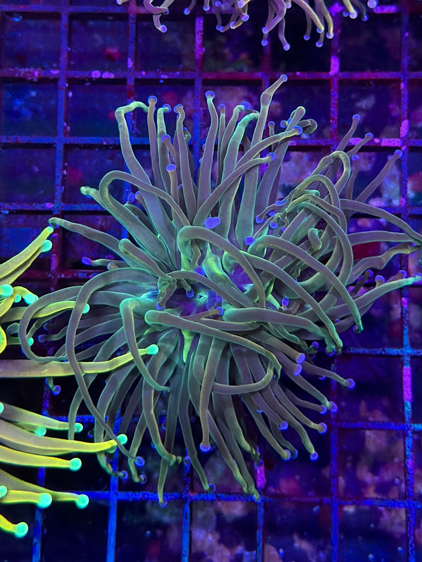 Dragon Tamer Torch Coral