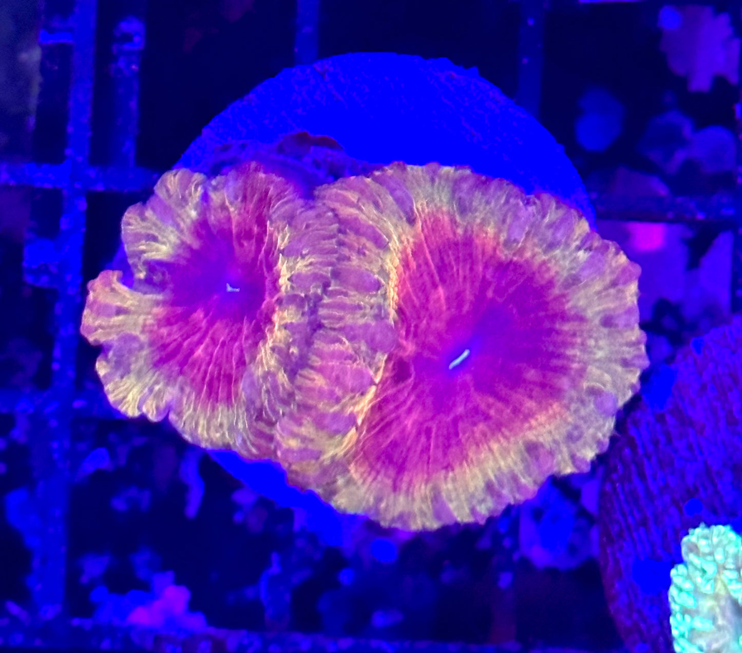 Ultra Blastomussa Wellsi