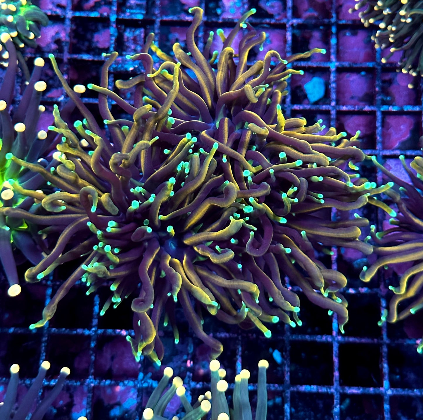 Jester Torch Colony