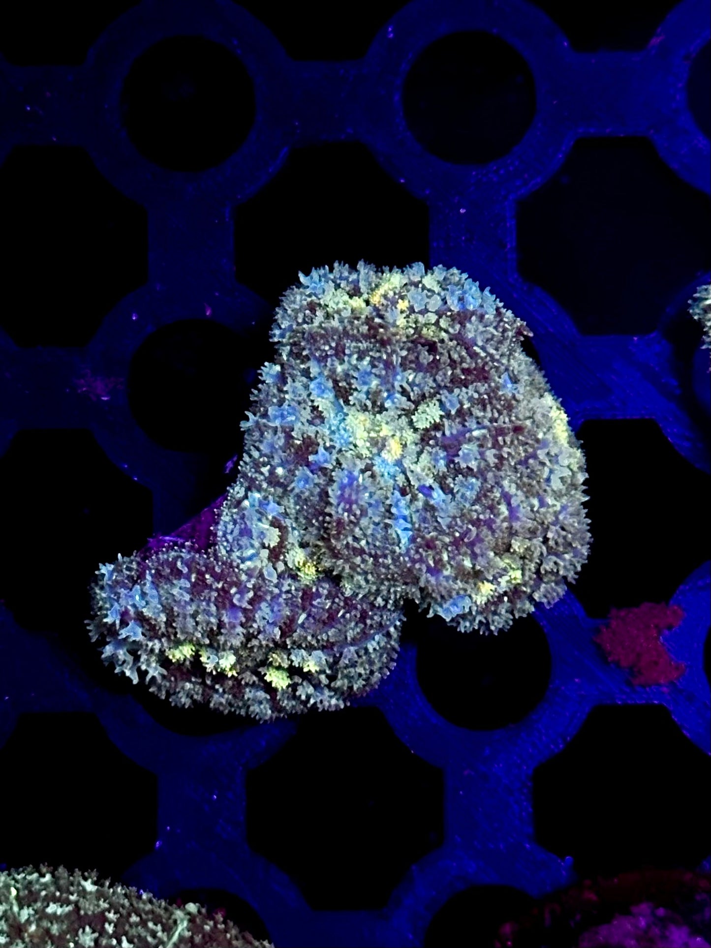 Unique Rhodactis Mushroom Coral Colony with Potential 1
