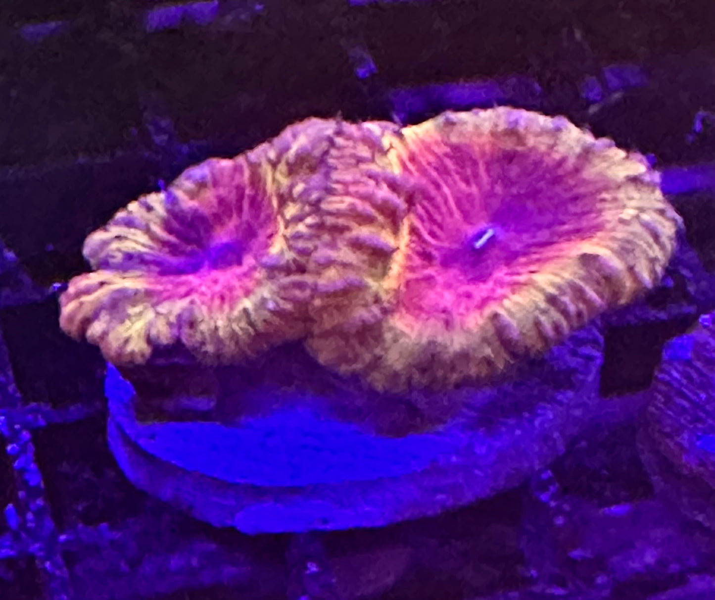 Ultra Blastomussa Wellsi