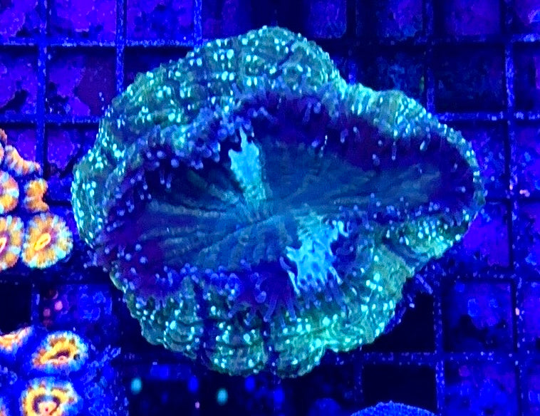 Ultra Acanthophyllia 5