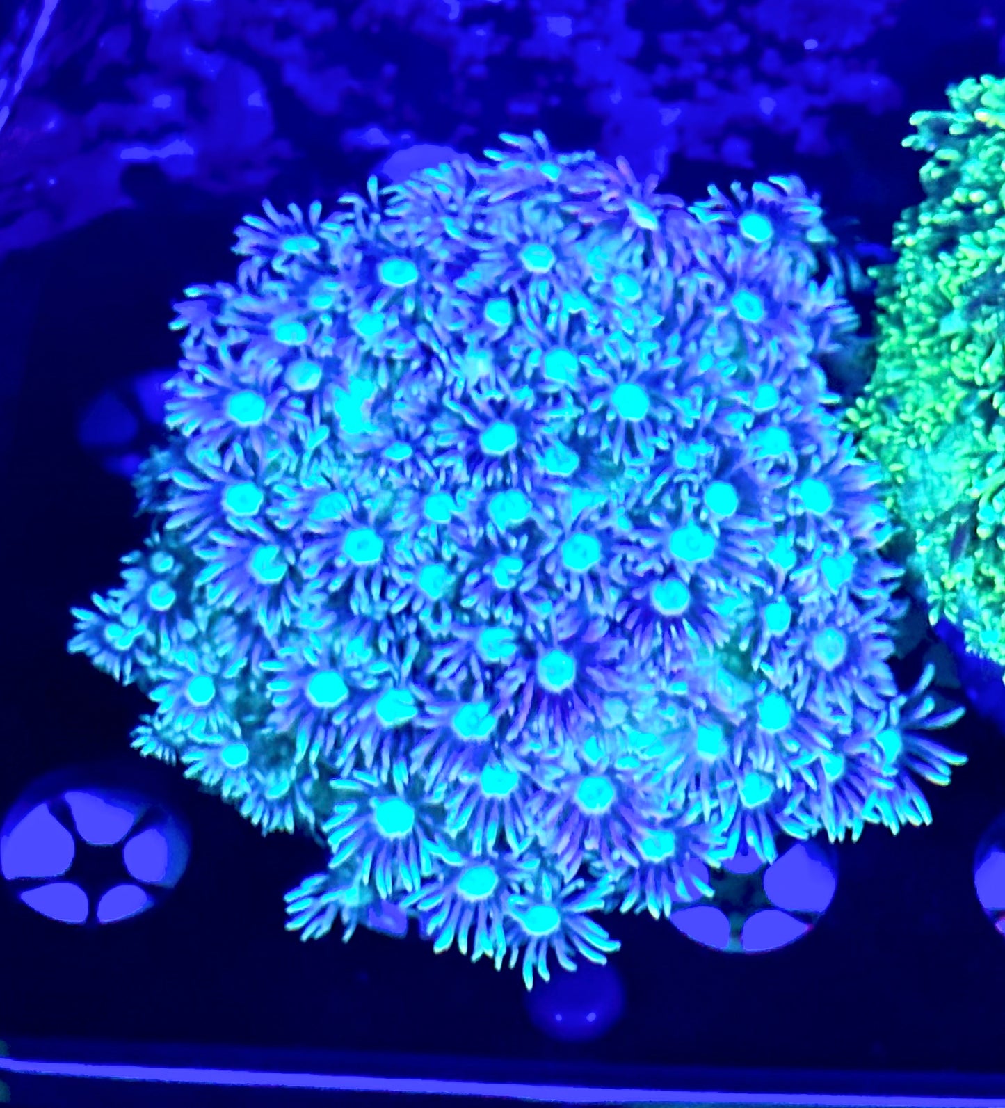 Twinkler Goniopora Colony 2