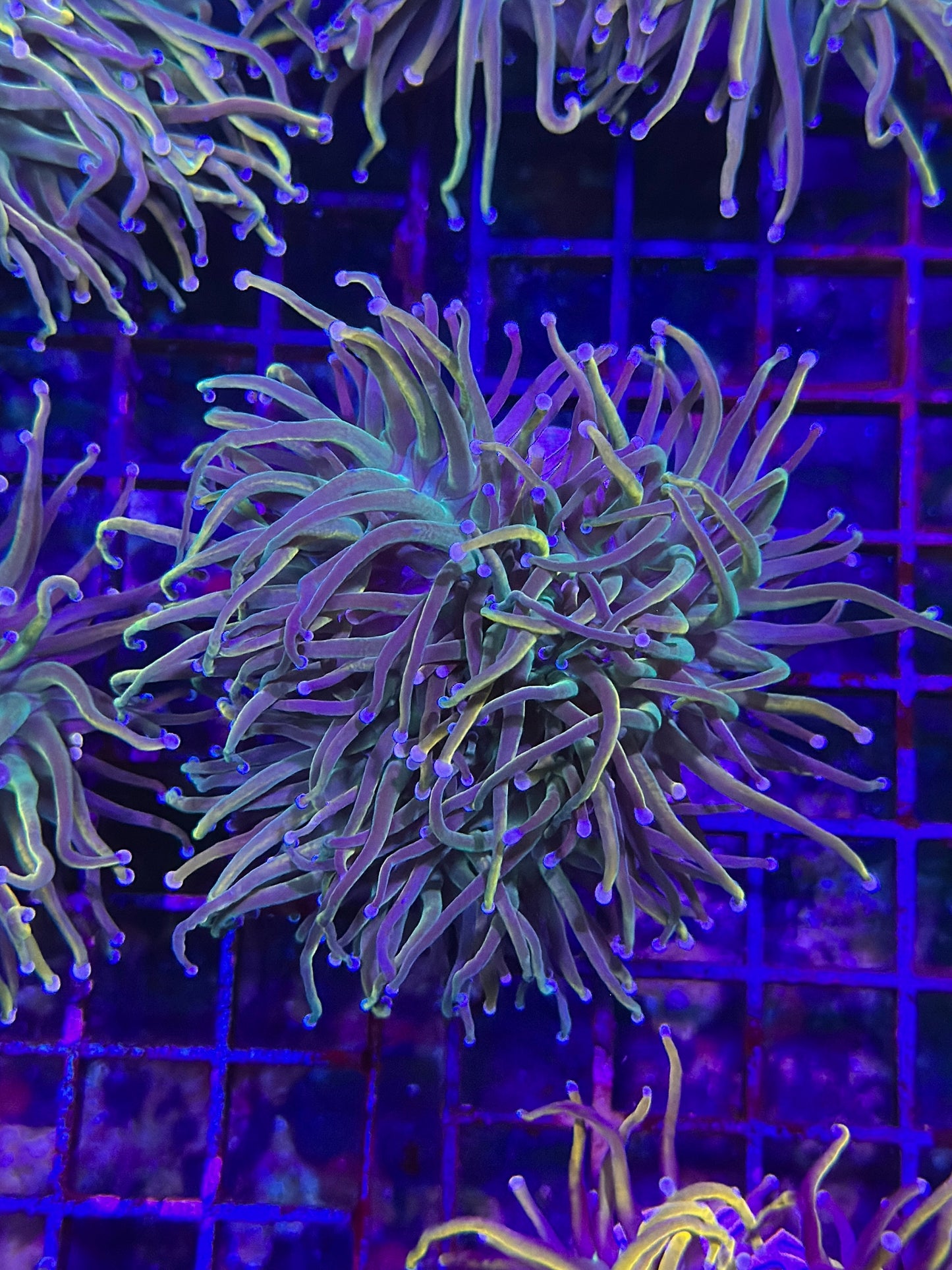HGC Unicorn Tails Torch Coral 2- Rare New Release!!!
