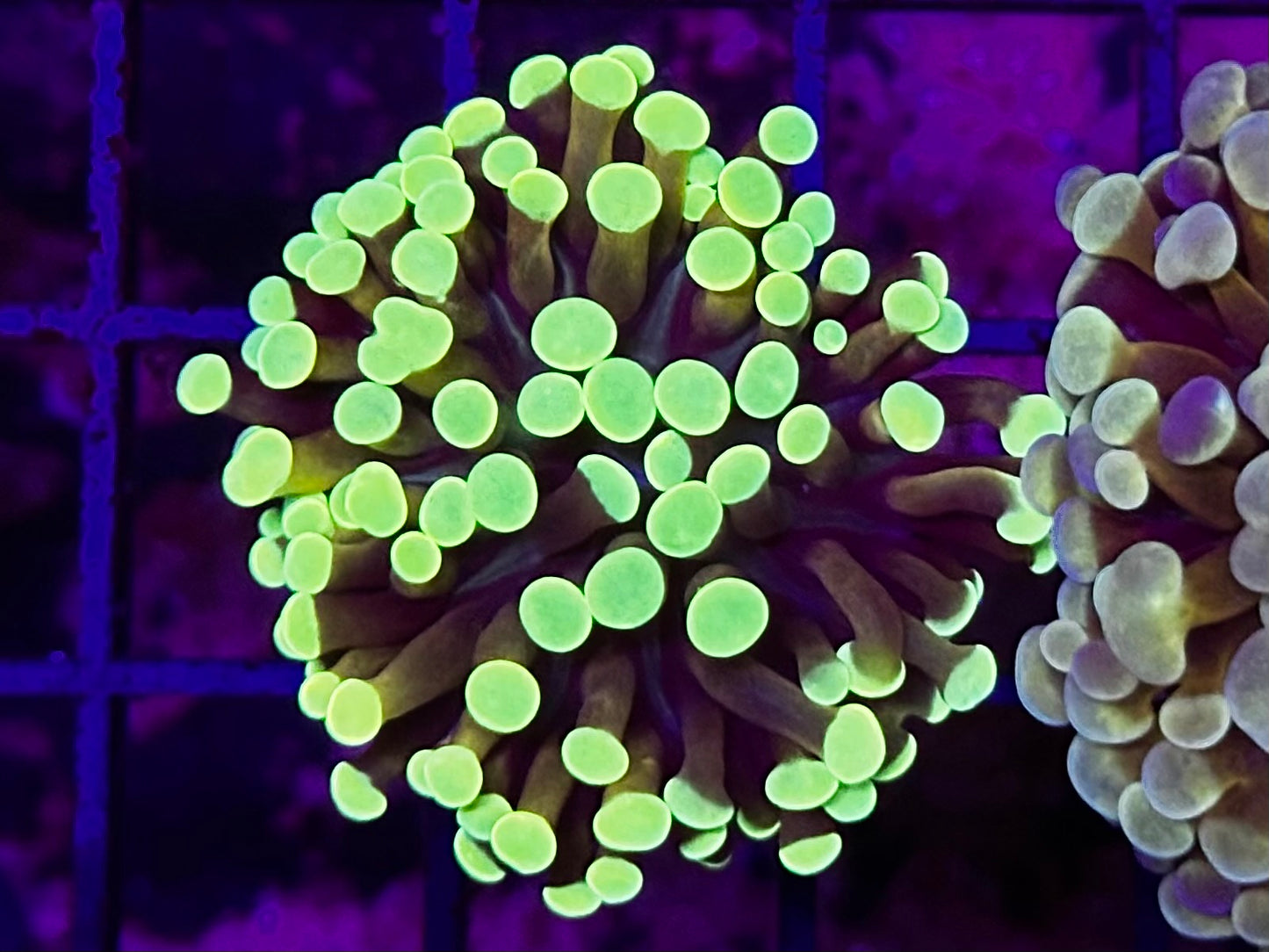 HGC Cristata Coral