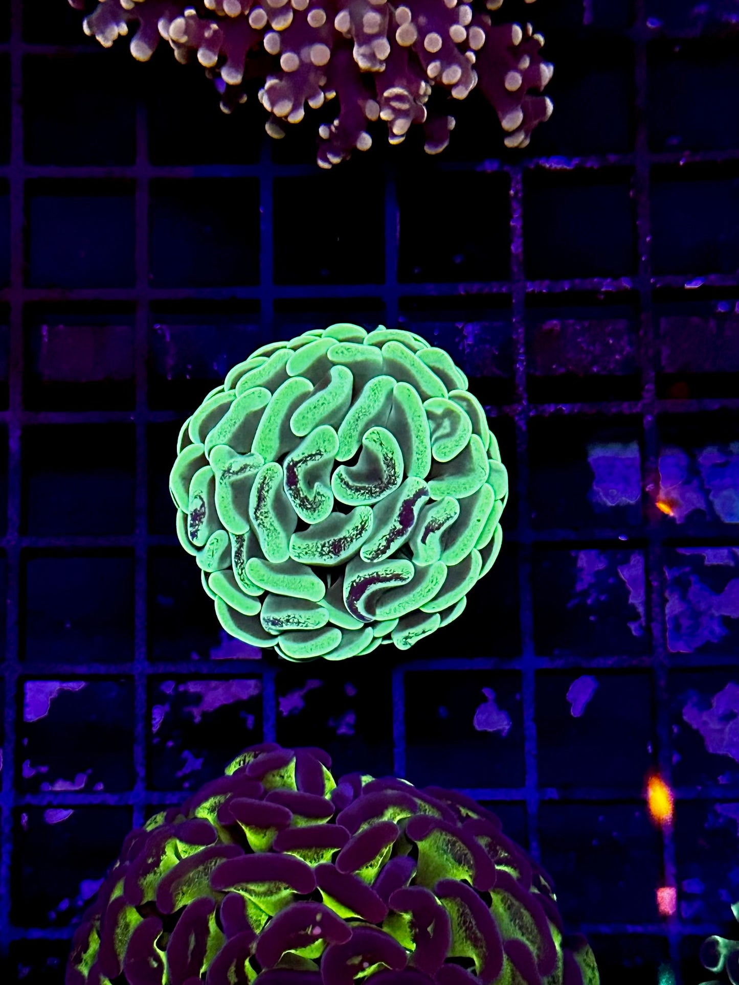 HGC Neon Marbled Hammer Coral