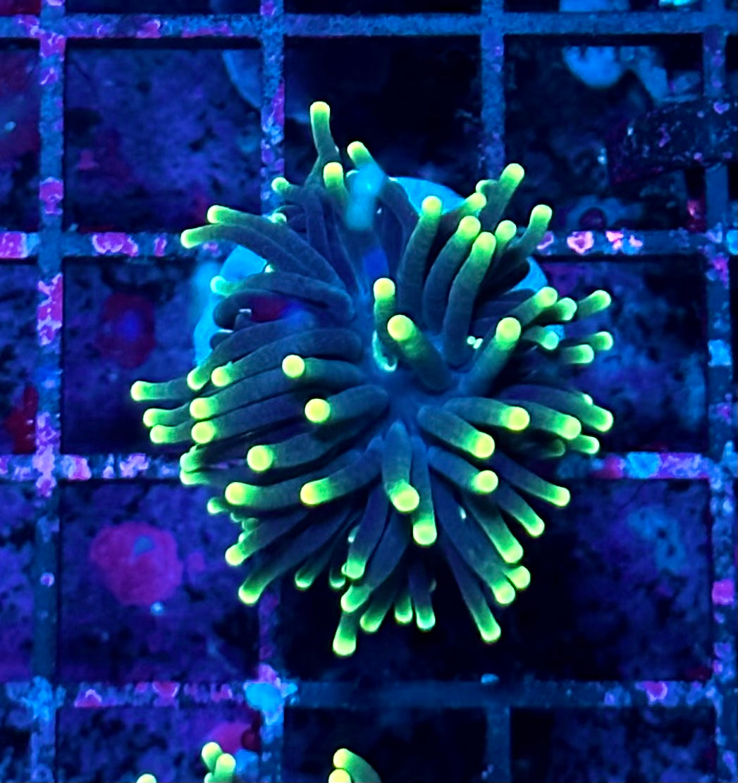 Rasta Torch Coral C-2