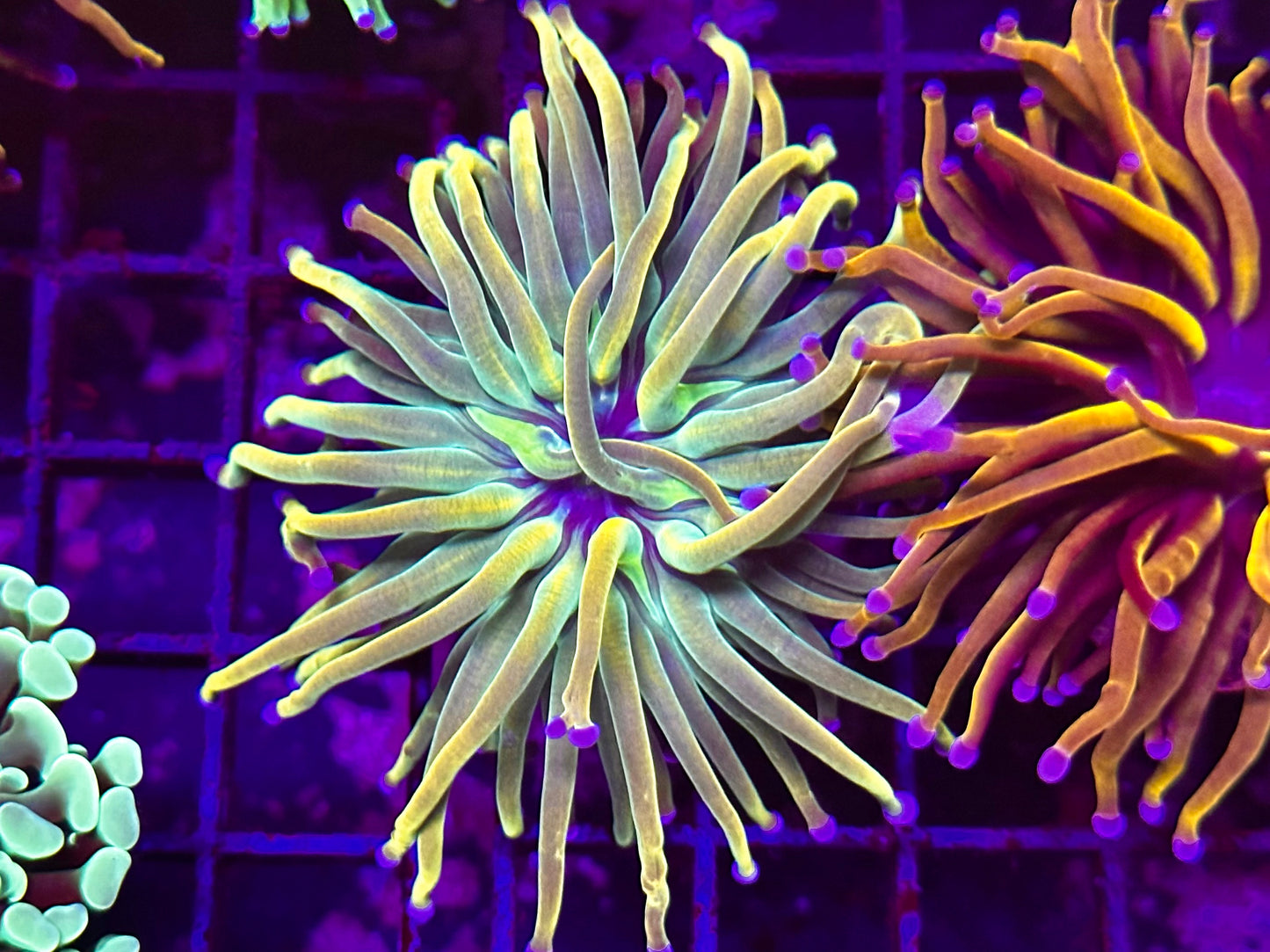 HGC Dragon Tamer Torch Coral