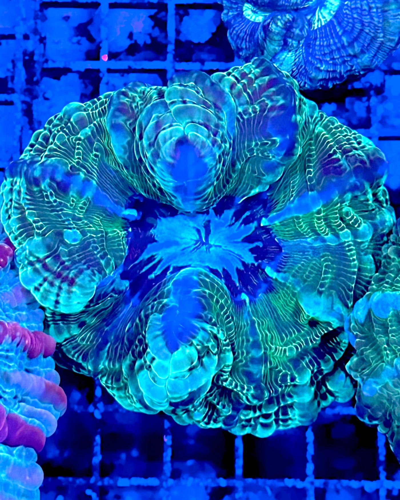 Indophyllia 2