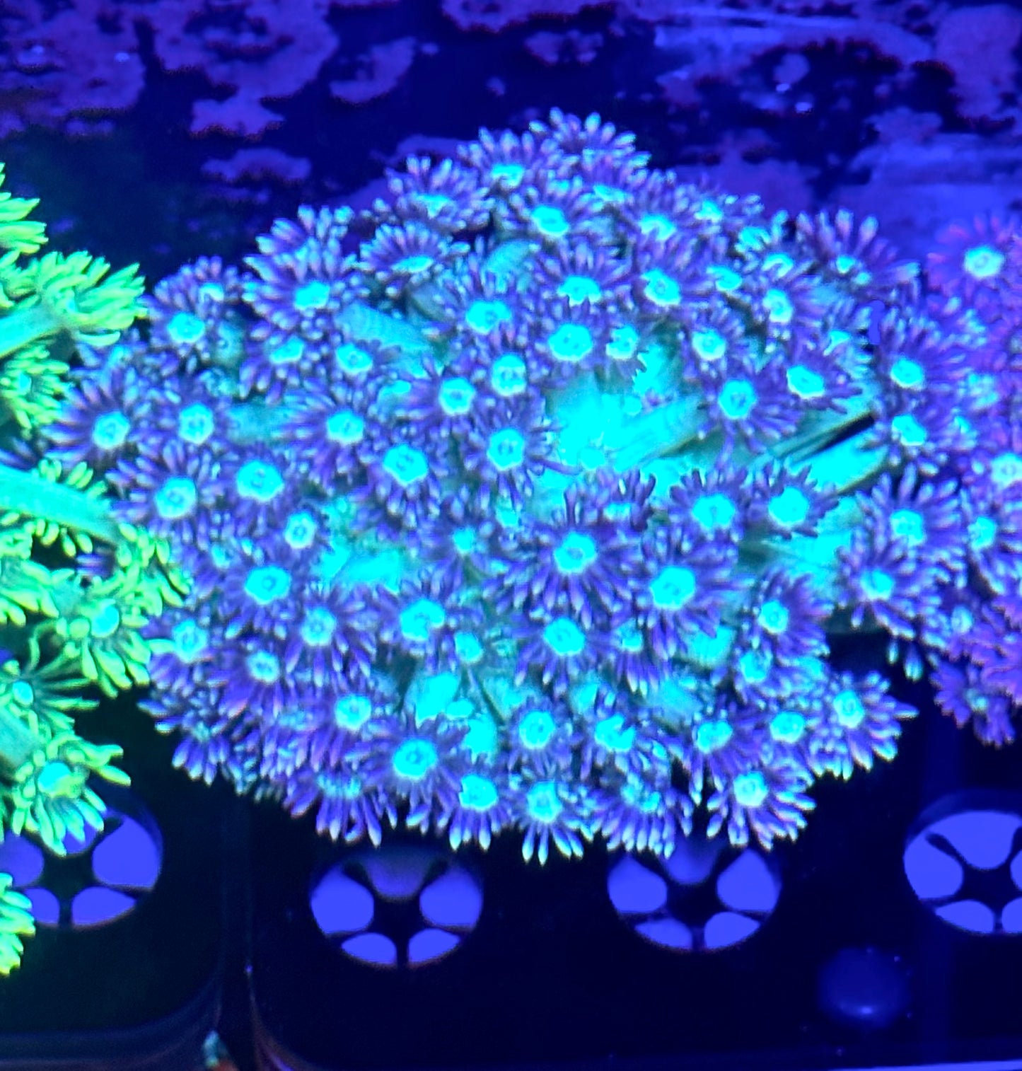 Twinkler Goniopora Colony 4