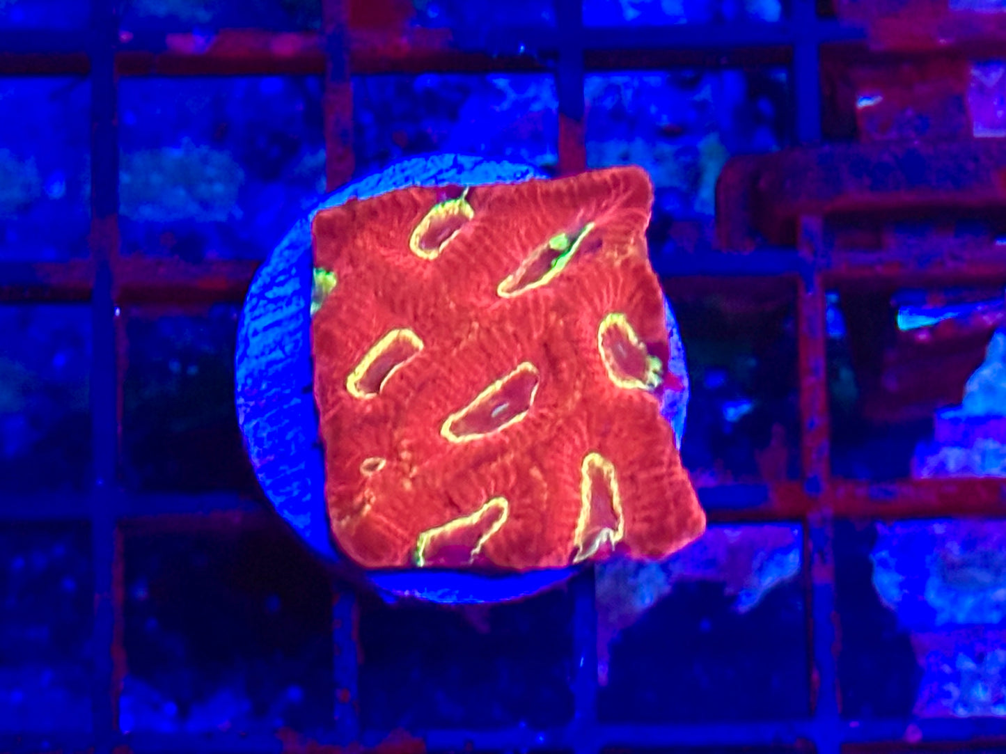 HGC Favia Coral 1