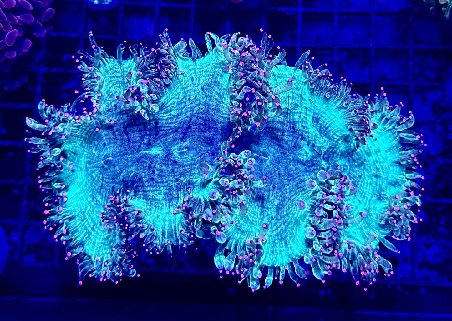 Pink Tip Elegance Coral