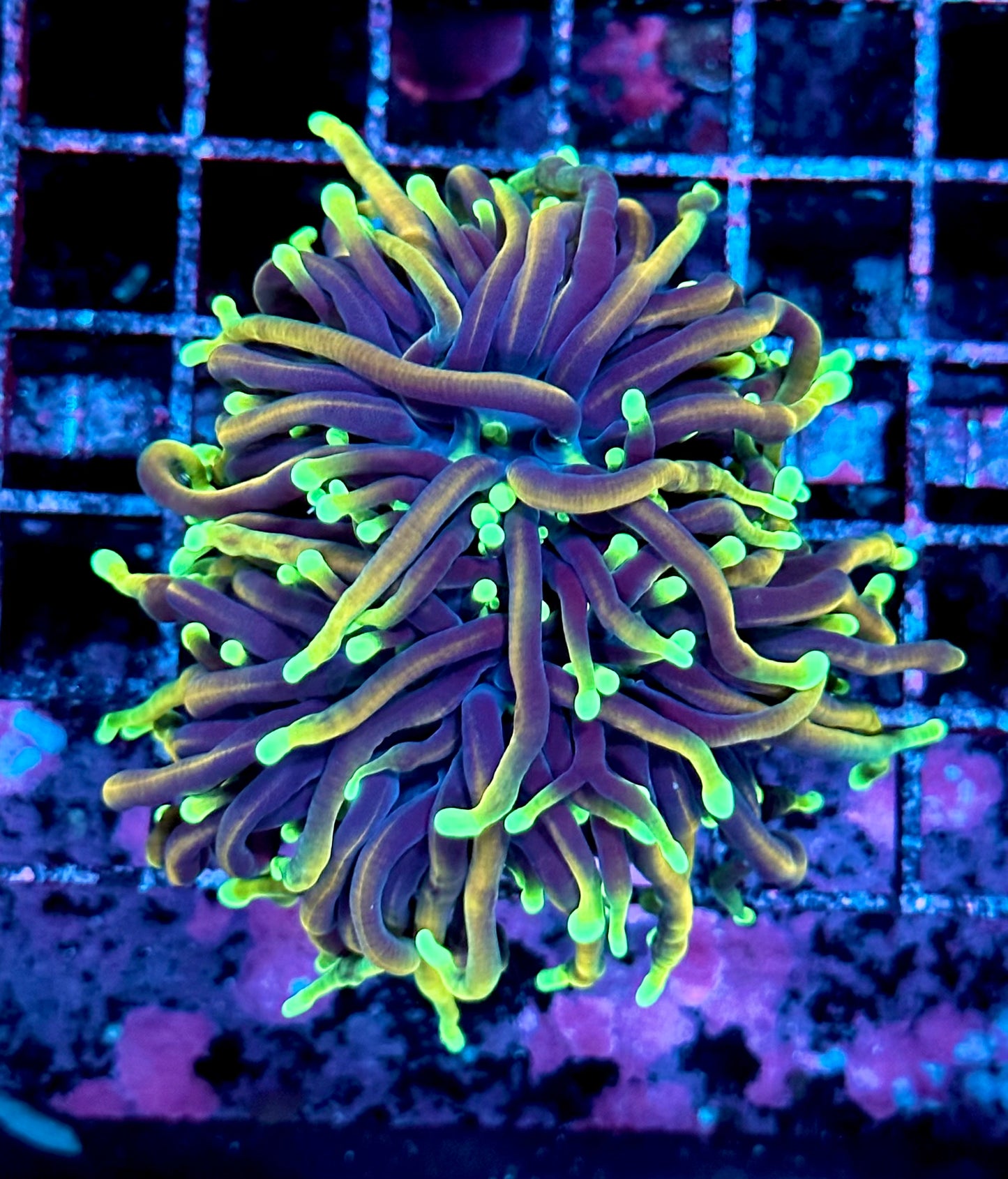 Orange Peel Torch Coral Double