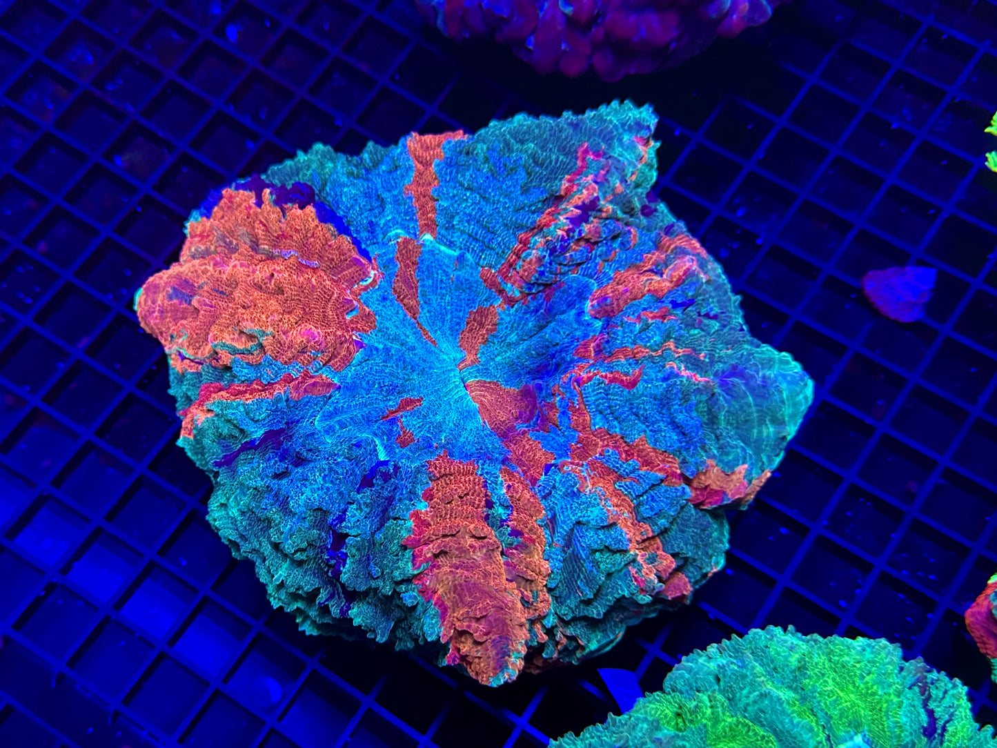 HGC Ultra Rainbow Acanthophyllia