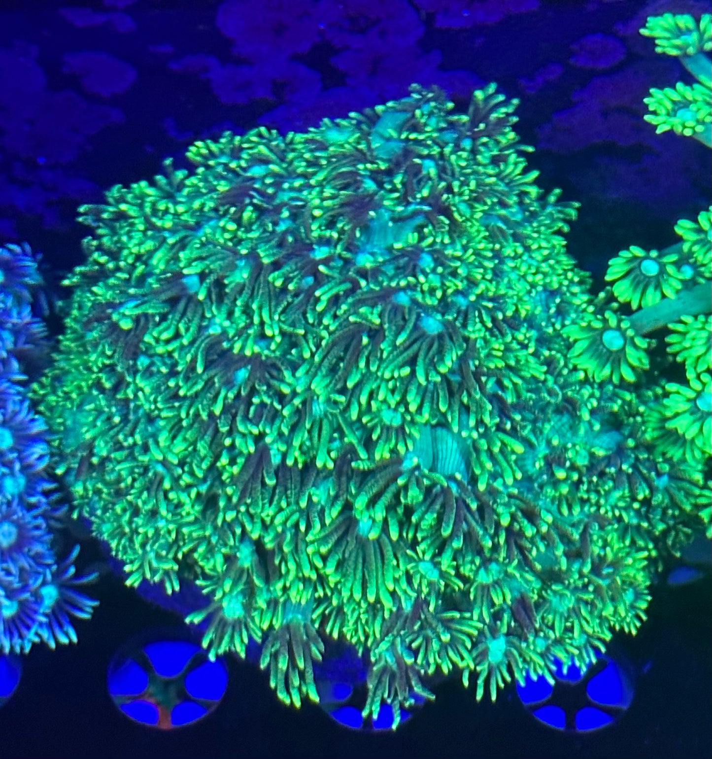 Neon Goniopora Colony 2